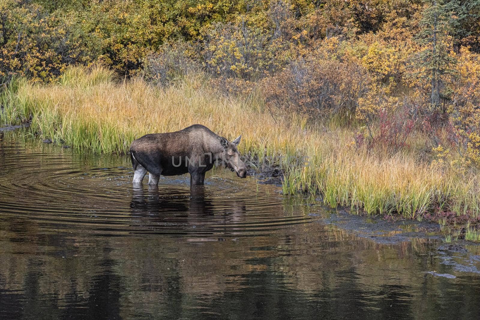 Cow Moose grazing in Yukon swamp pond in fall