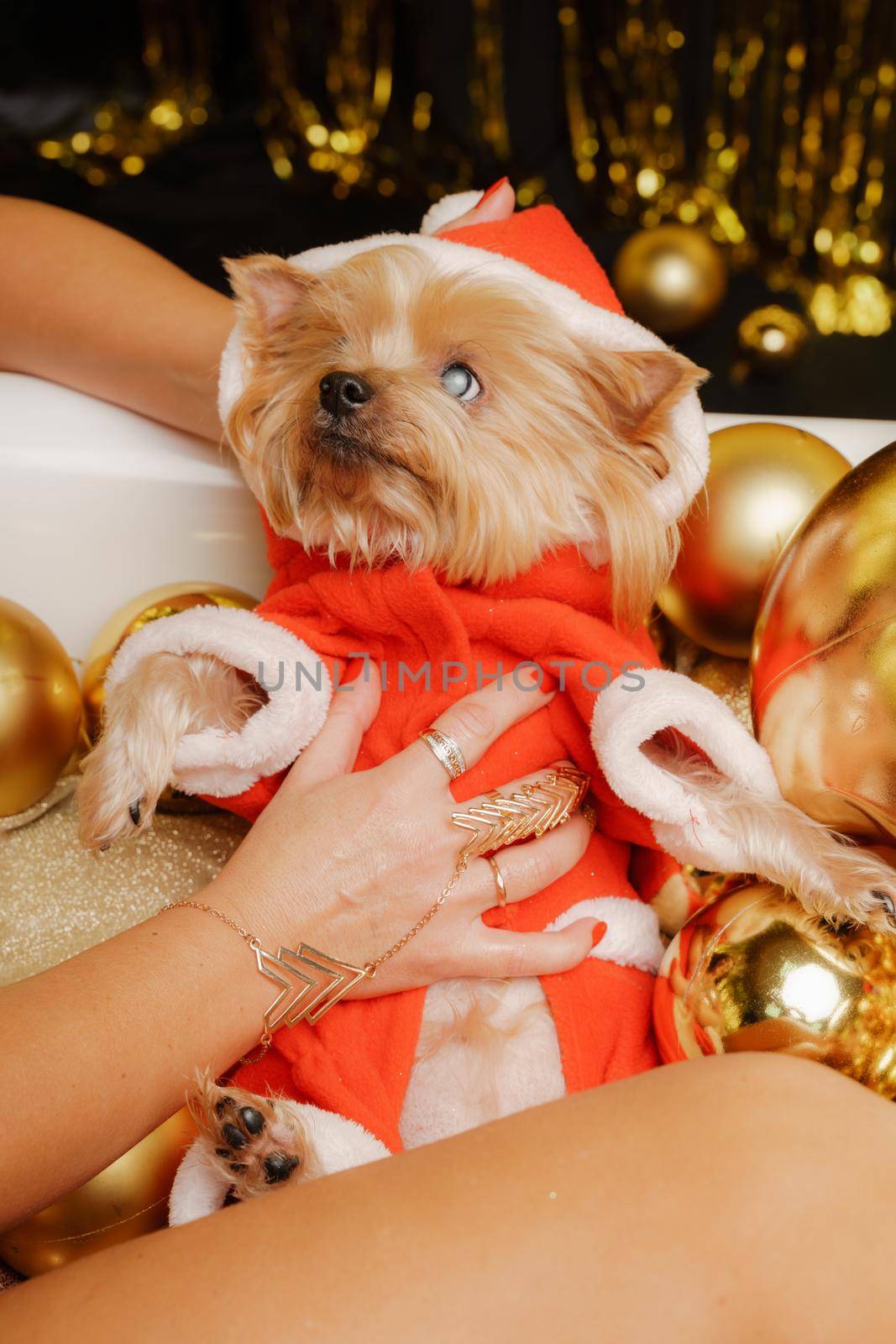 Portrait of white short hair chihuahua dog in Santa Claus hat and red scarf lying on the woman's arms, looking at the camera. by Matiunina