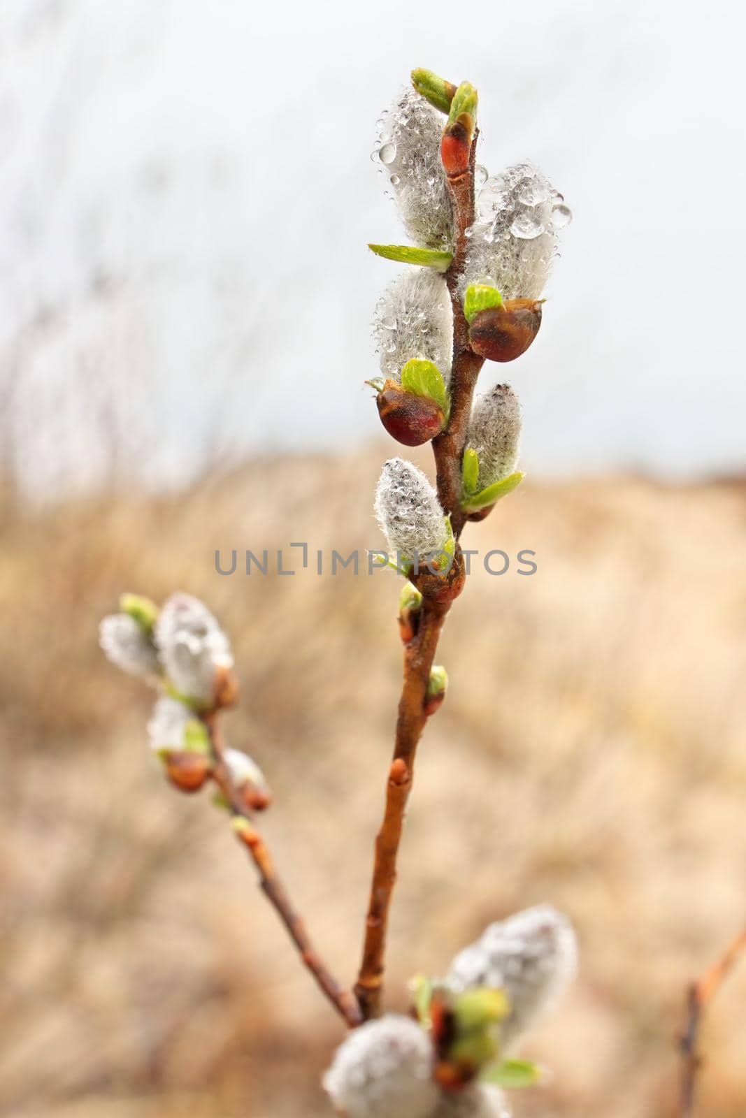 Pussy Willow Catkins Blooming in Spring Covered in Fresh Clear Raindrops. High quality photo