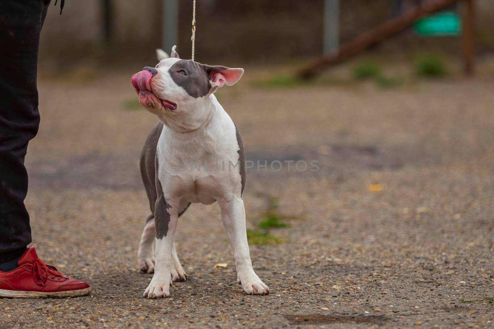 young dog breed pit bull terrier sits on the playground