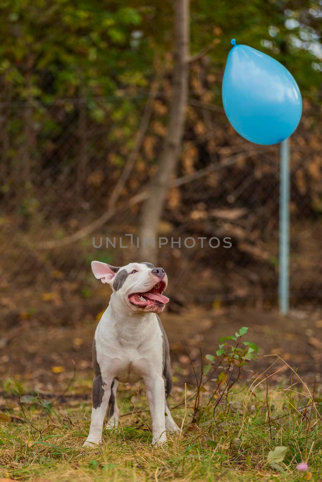 pit bull terrier dog playing with a blue balloon