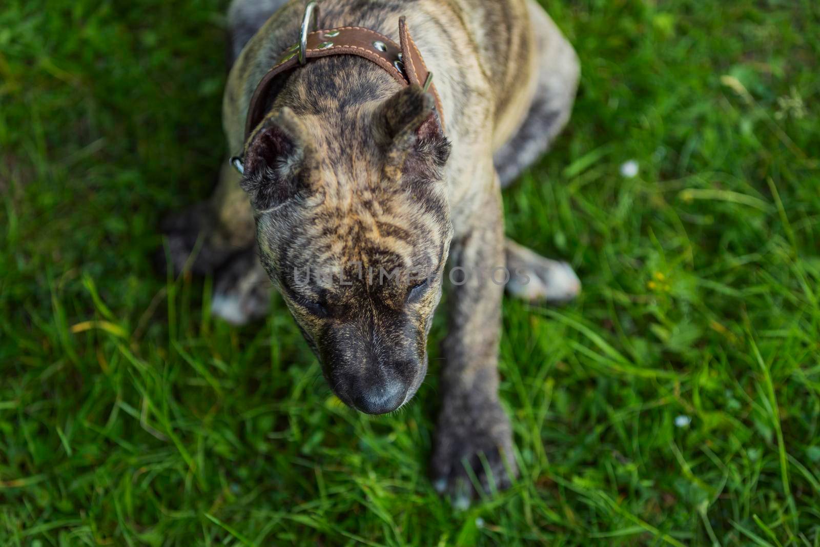 Pidpool dog walking in nature by zokov