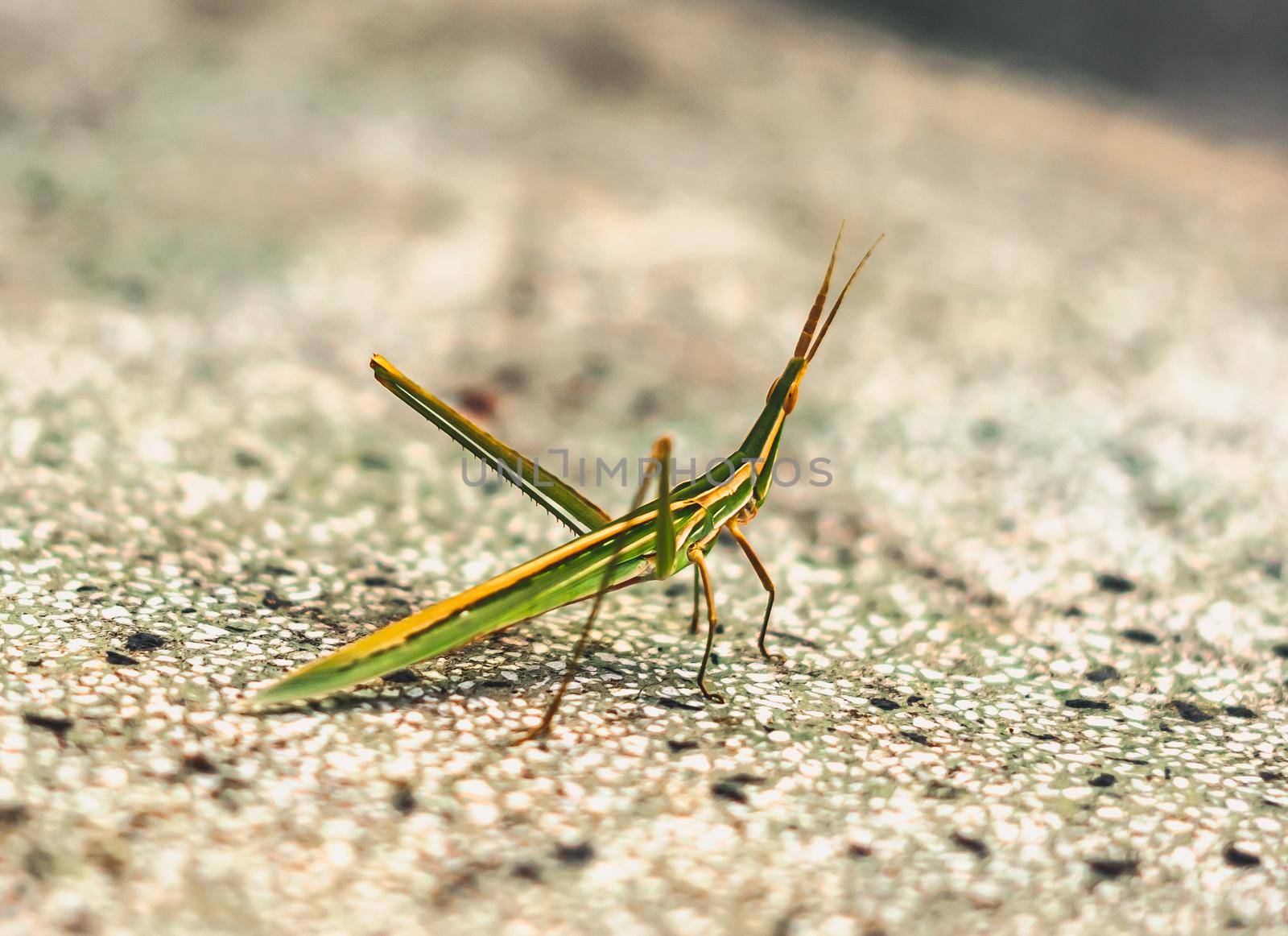 BANNER Nature beauty real photo MACRO close Cone-headed eastern long grasshopper Acrida ungarica, locust Insects weird wonderful, green color orange stripes. Entomology biology study. Gray background.