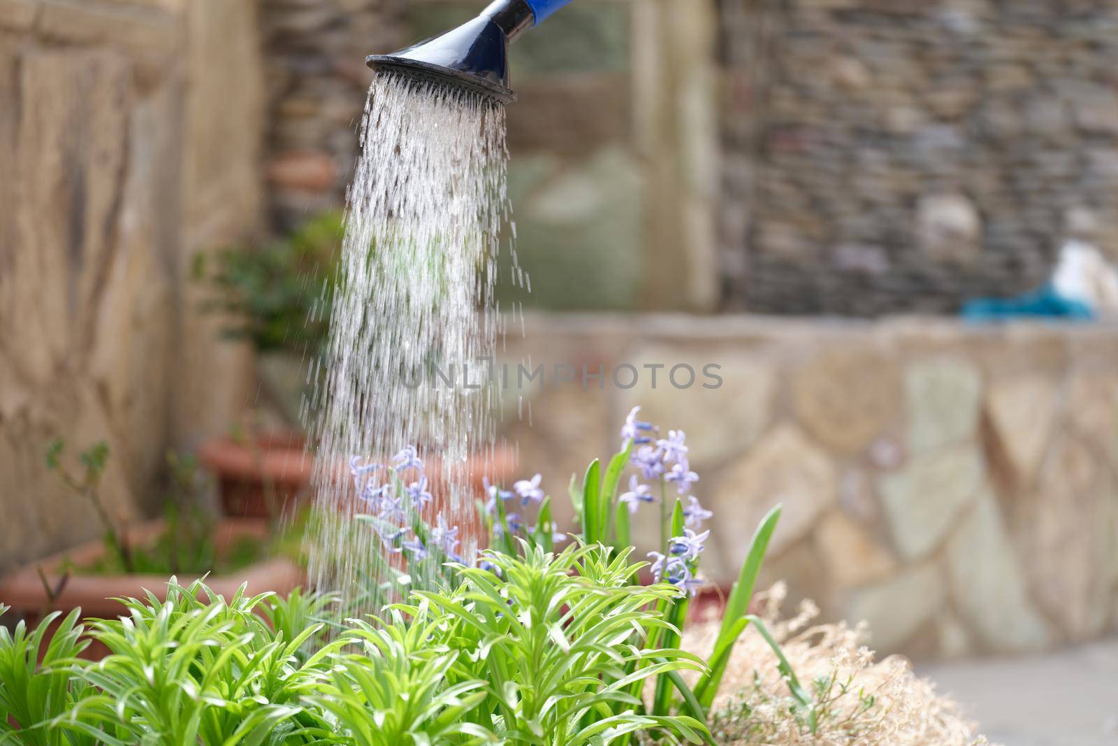 Close-up of watering flowers with a water can in the garden, rain effect. Gardening and growing flowers concept