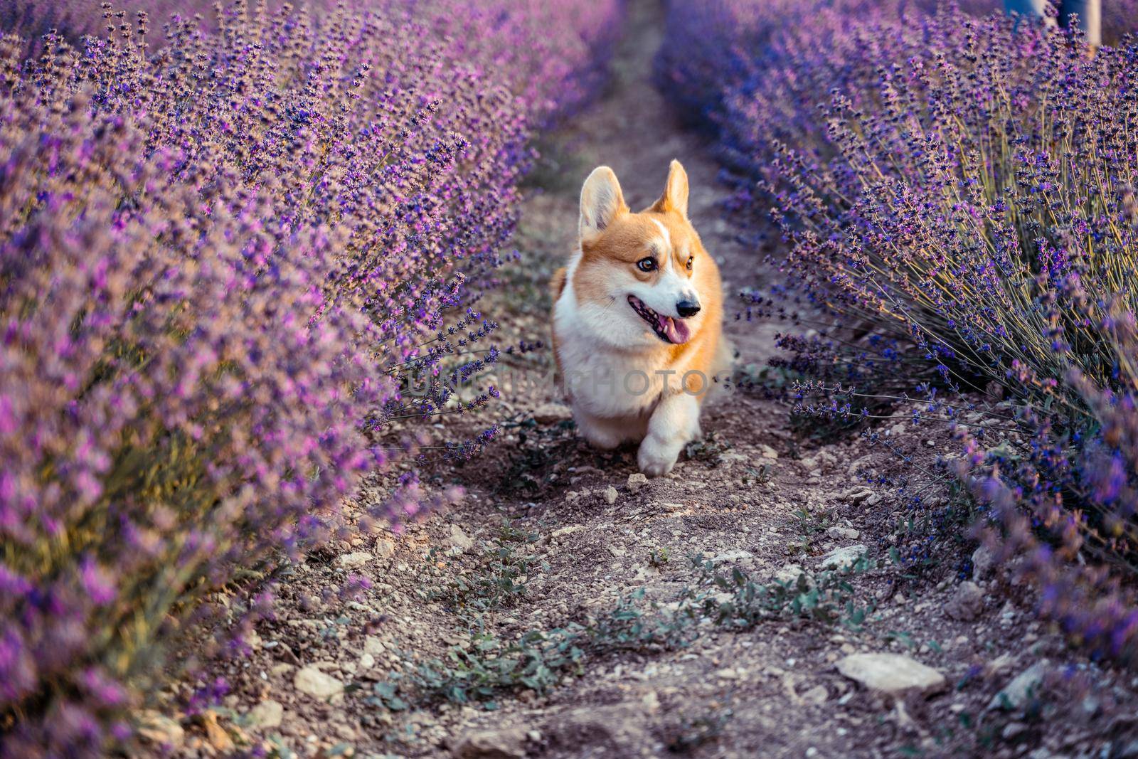 Pembroke Welsh Corgi runs in a large lavender field. Lavender grows in rows