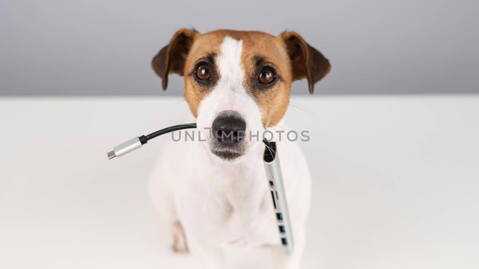 Jack russell terrier dog hold usb in its mouth