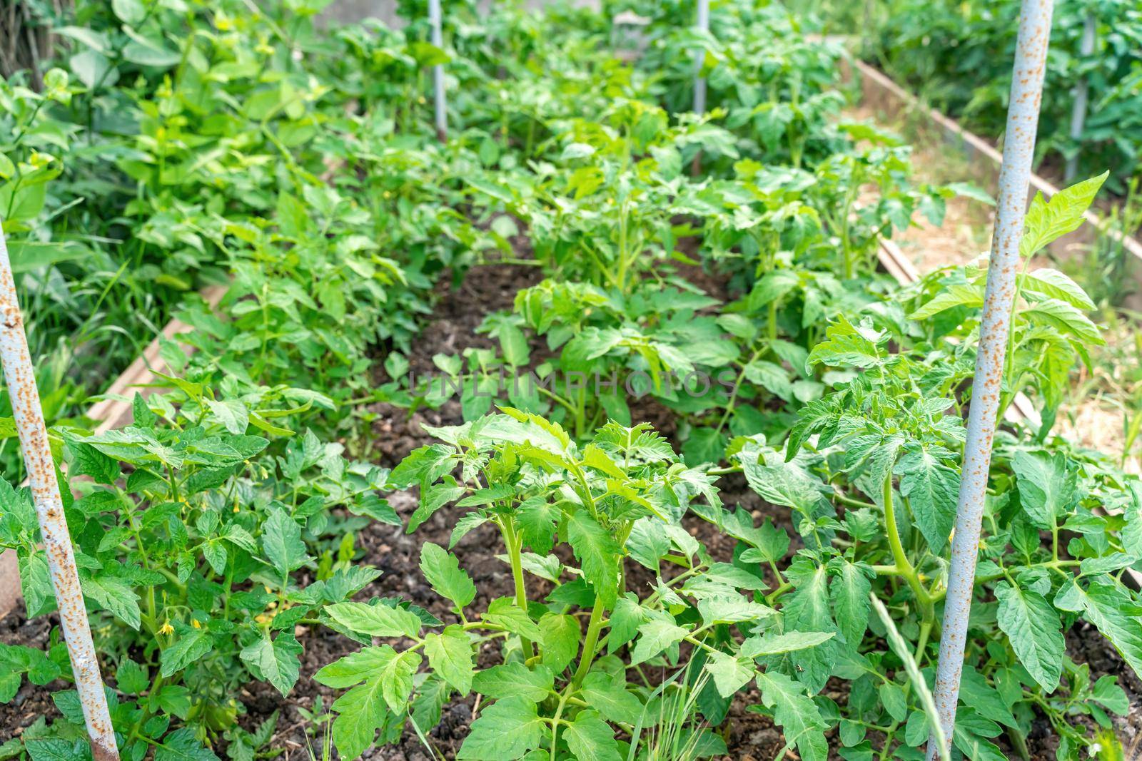 Tomato plants growing outdoors in a garden.