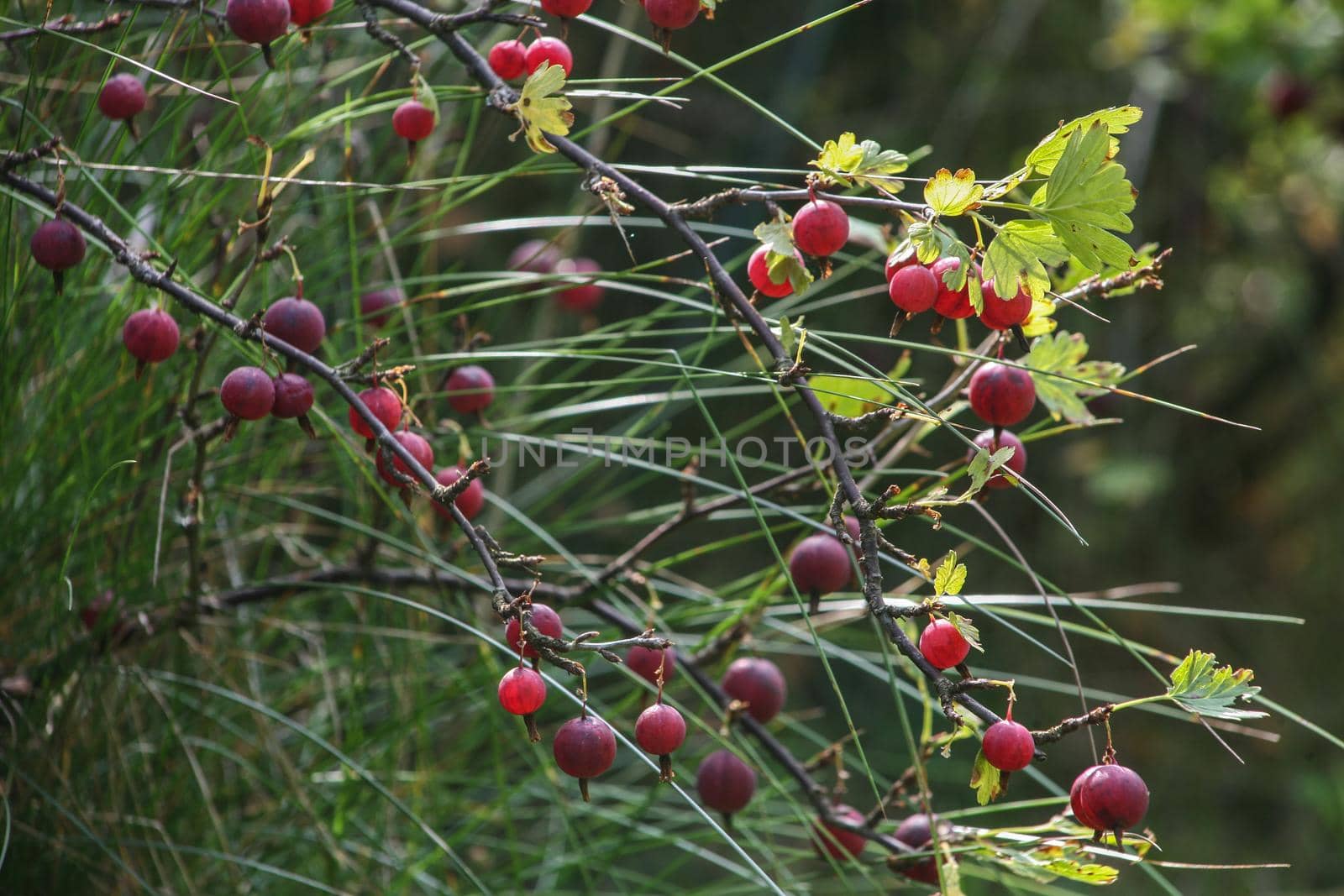 View of ripe gooseberry berries on branches with leaves in the garden.