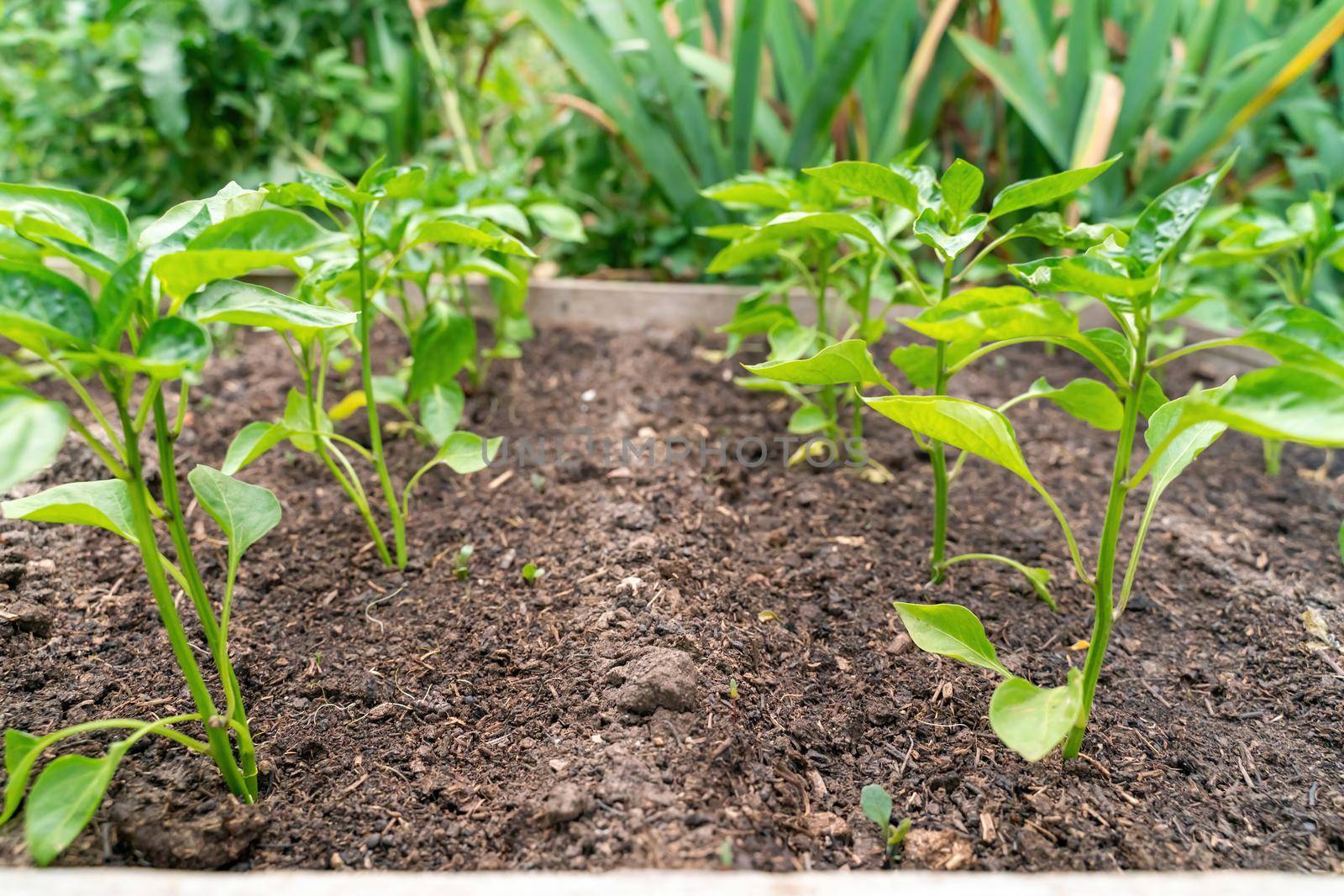Pepper seedlings grow in the garden in summer by Matiunina