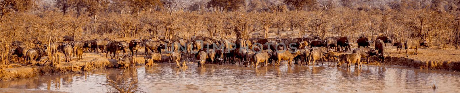 African buffalo in Kruger National park, South Africa ; Specie Syncerus caffer family of Bovidae