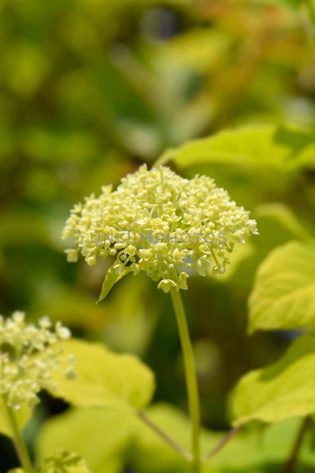 Smooth hydrangea Annabelle flowers - Latin name - Hydrangea arborescens Annabelle