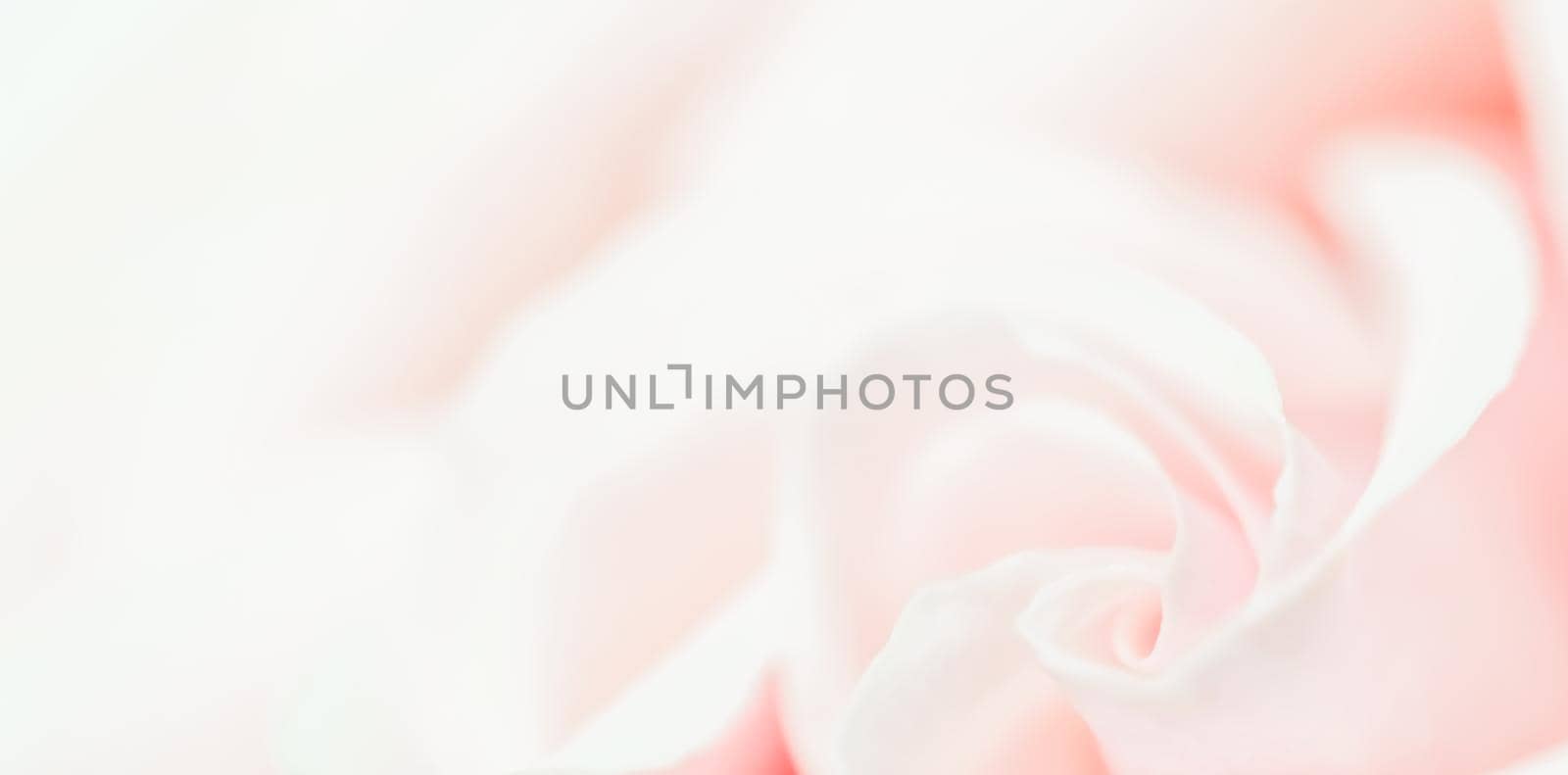 Soft focus, abstract floral background, pink rose flower. Macro flowers backdrop for holiday brand design by Olayola