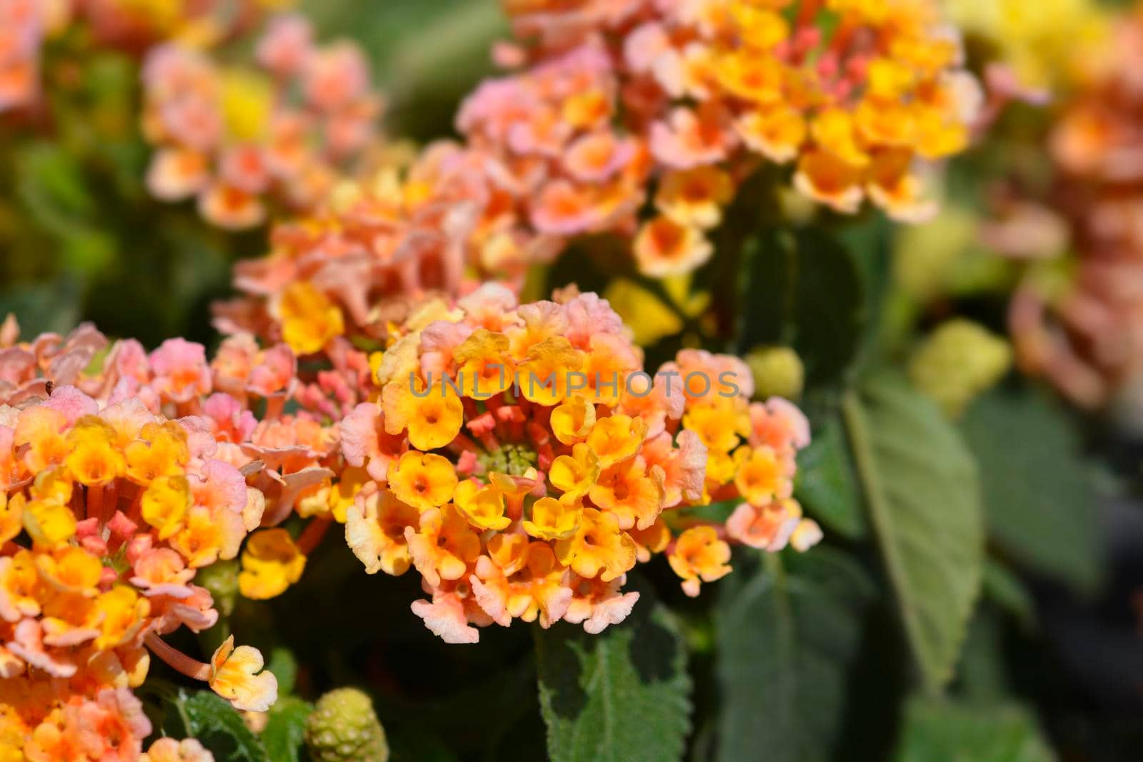 Shrub verbena flowers - Latin name - Lantana camara