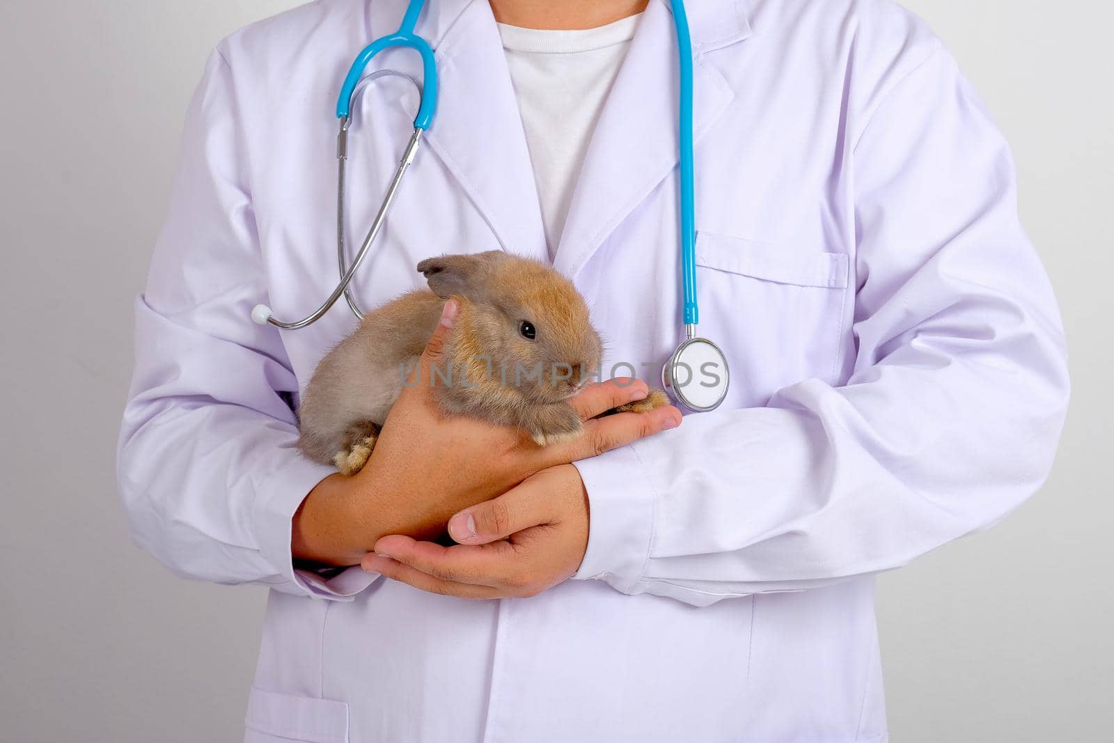 Veterinary with white gown and blue stethoscope take care health of little brown rabbit that is held in his arm.