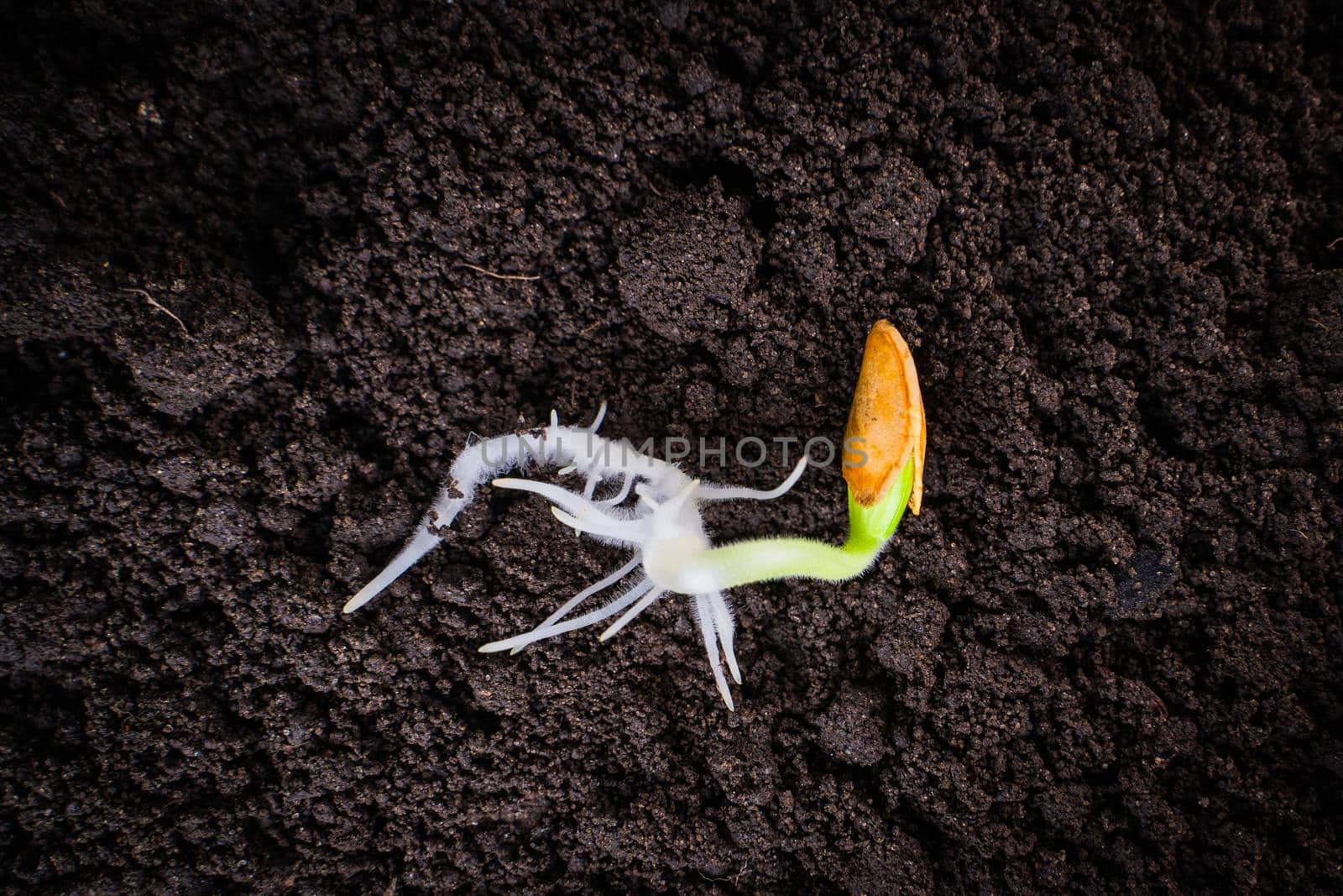 Sprouted zucchini seed close-up on the ground. Green seed sprout, lush roots