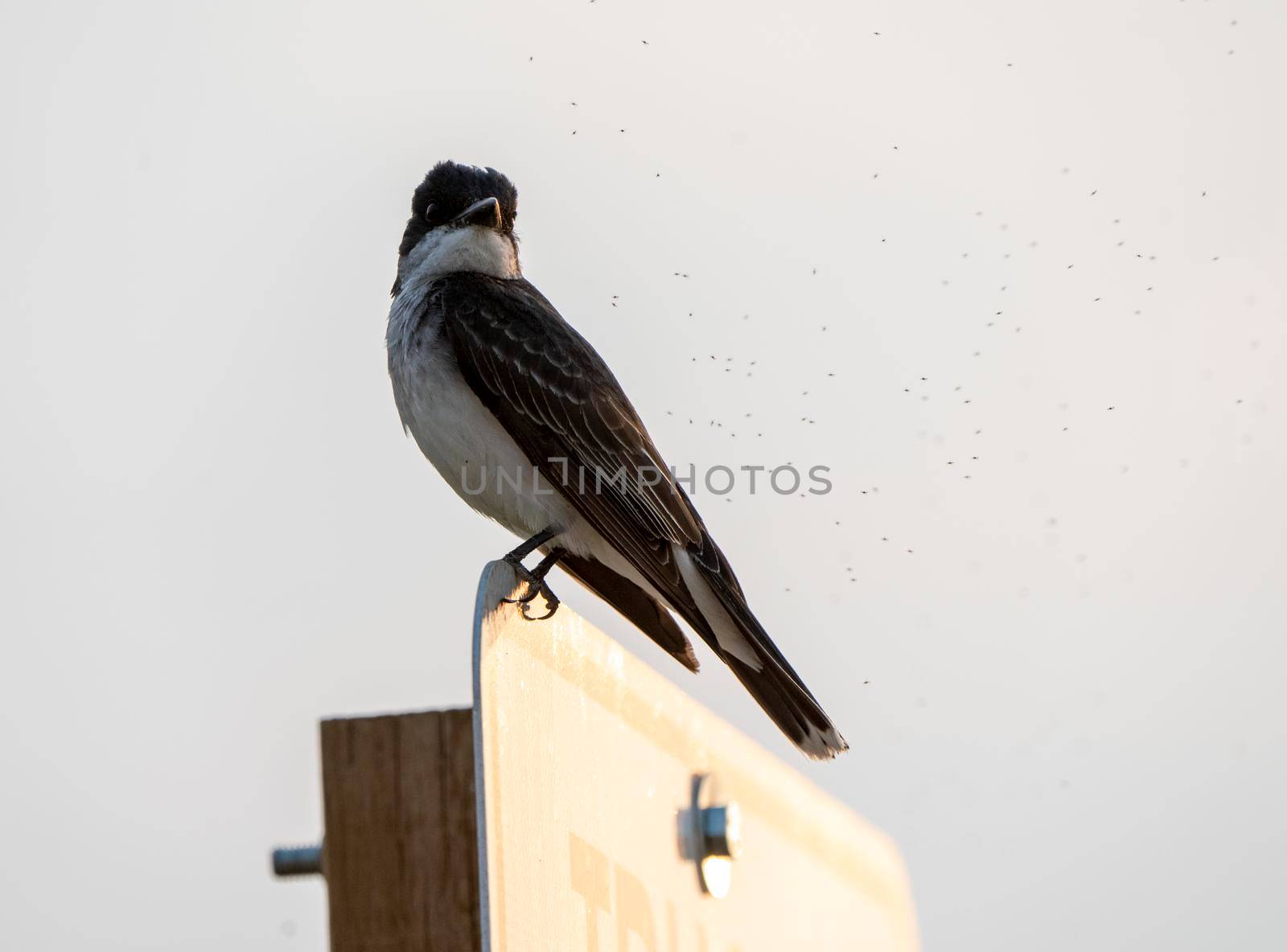 Tree Swallow at Sunset in Saskatchewan Canada