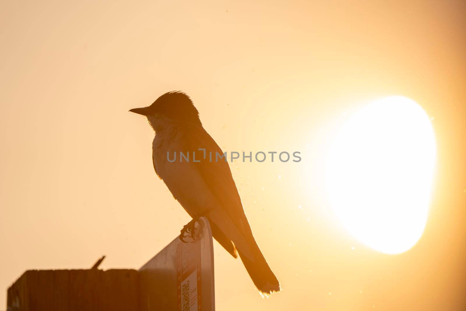 Tree Swallow at Sunset in Saskatchewan Canada