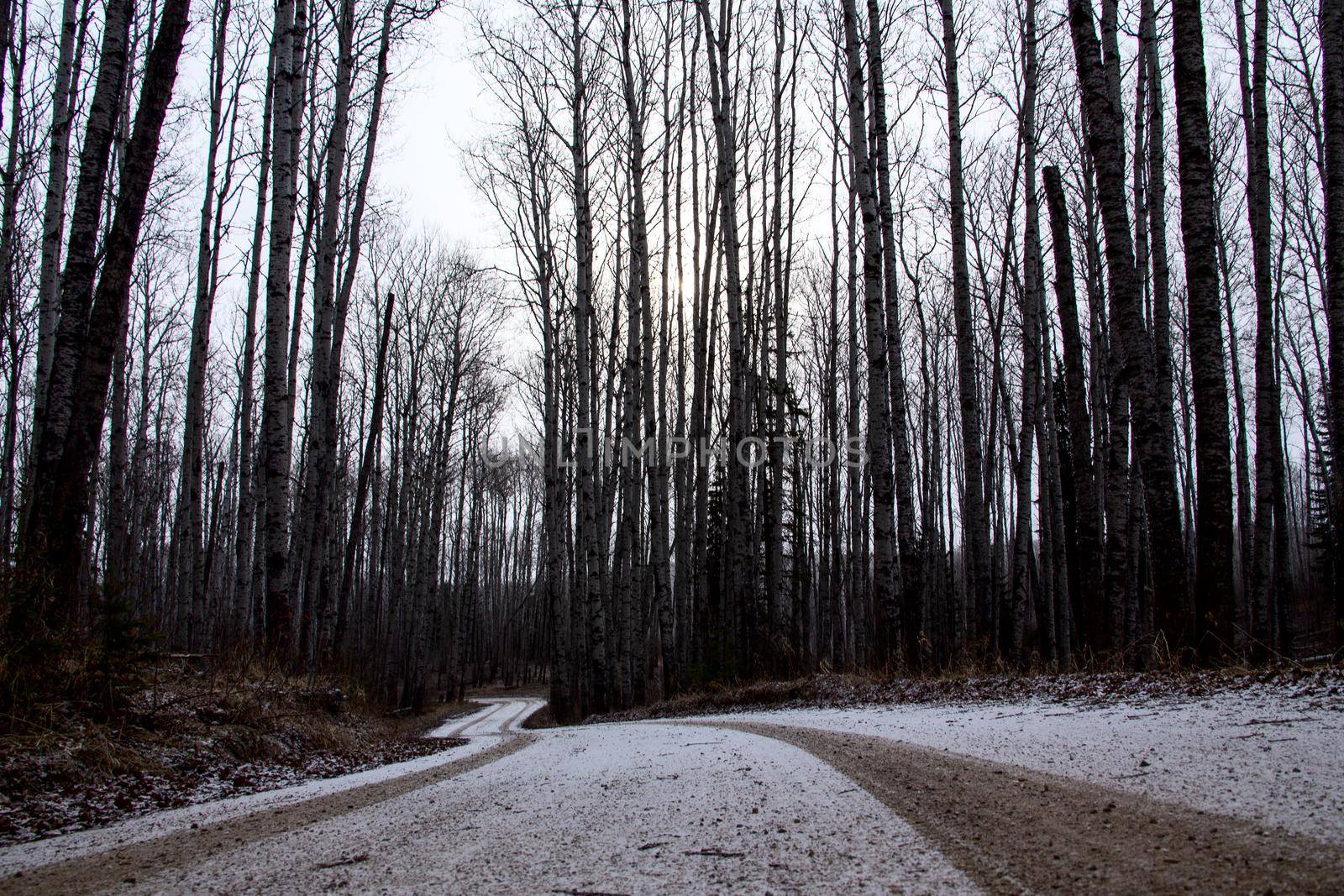 Prince Albert National Park in Winter Saskatchewan Waskesiu