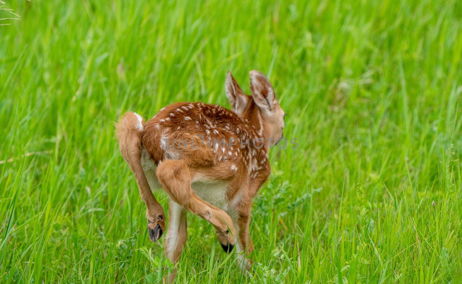 Deer Fawn Canada  young Newborn calf in Prairie 