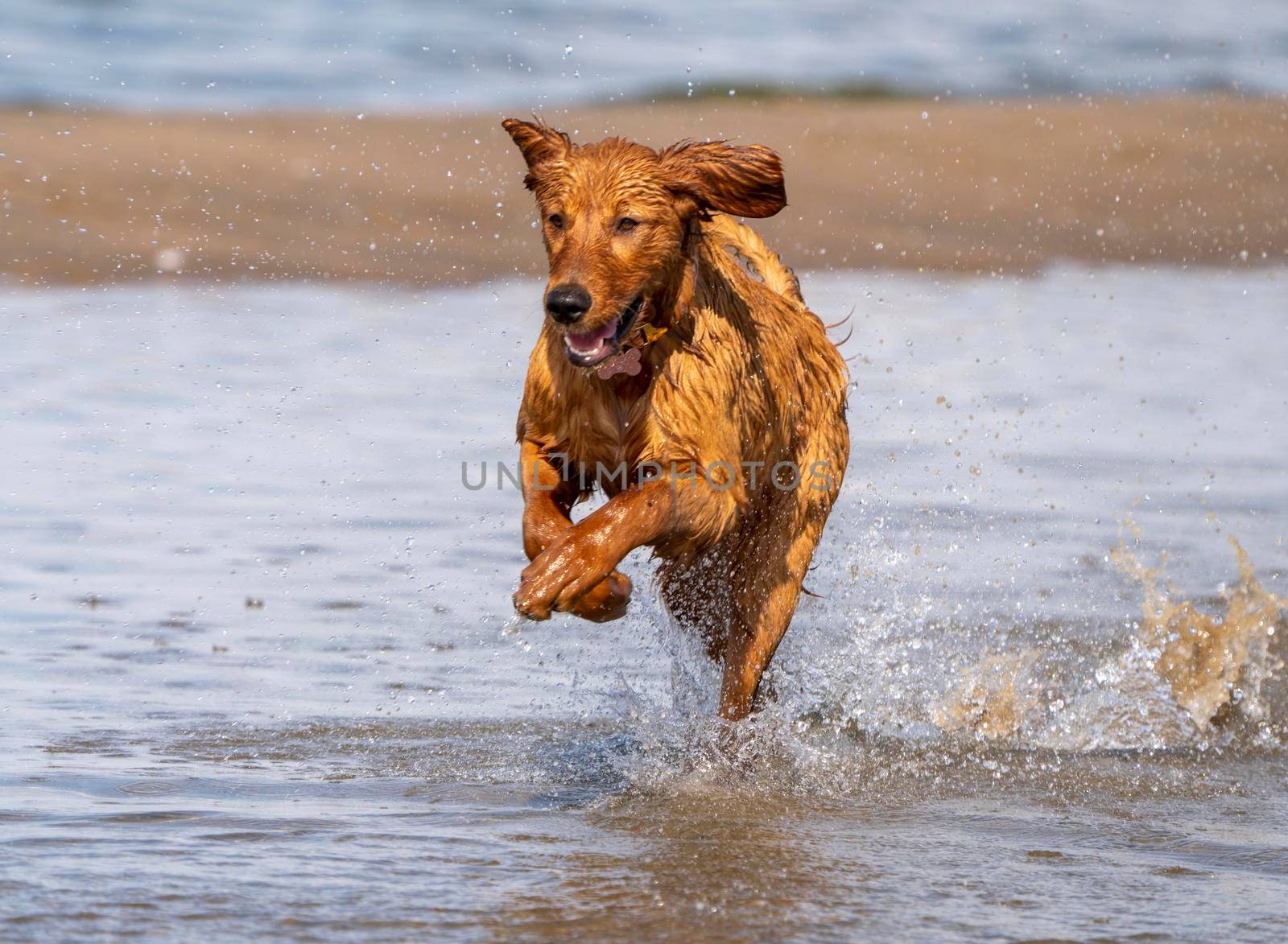 Purebred Golden Retreiver Canada on the run 