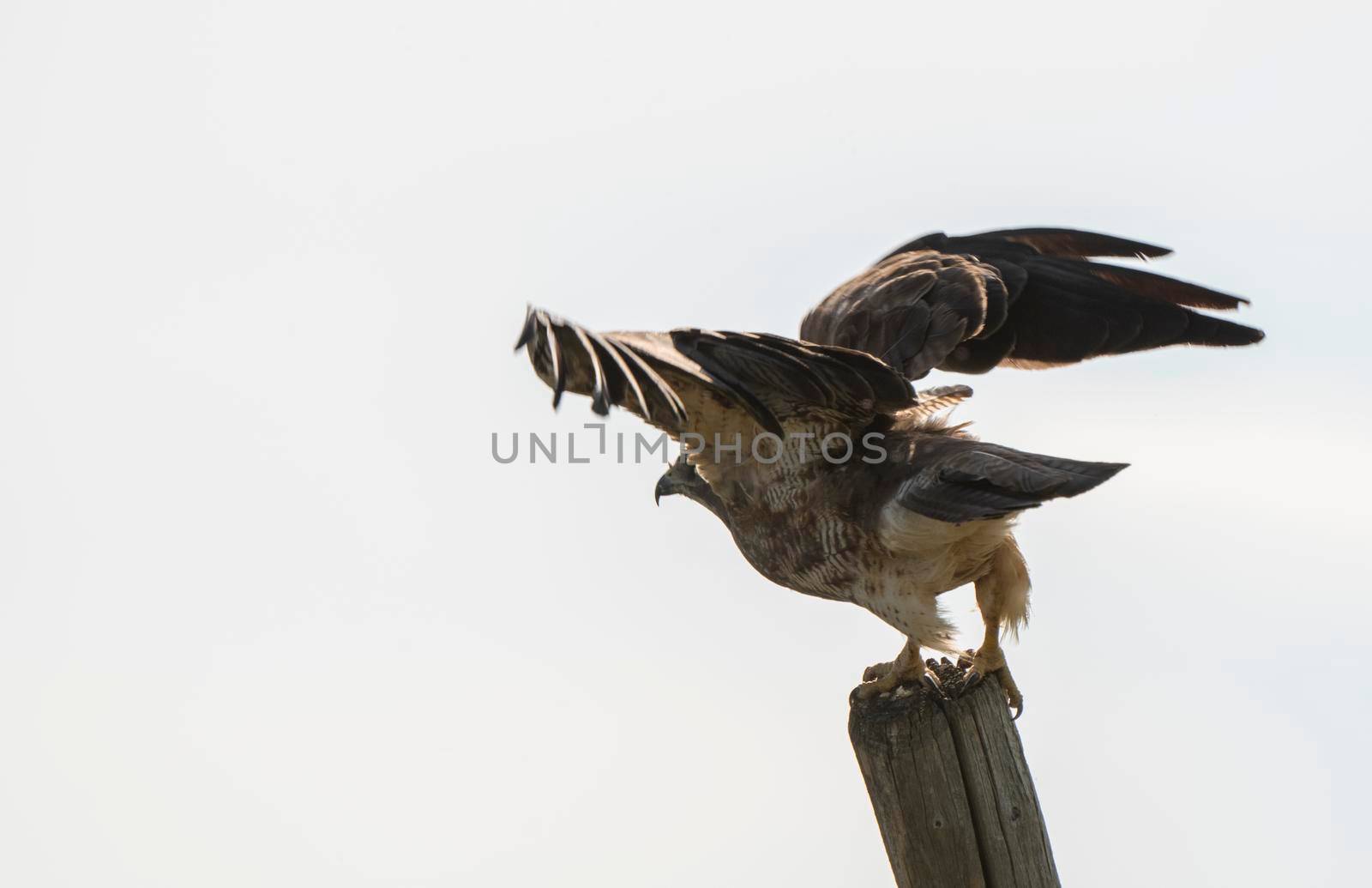 Swainson Hawk Prairie in Saskatchewan Canada Summer