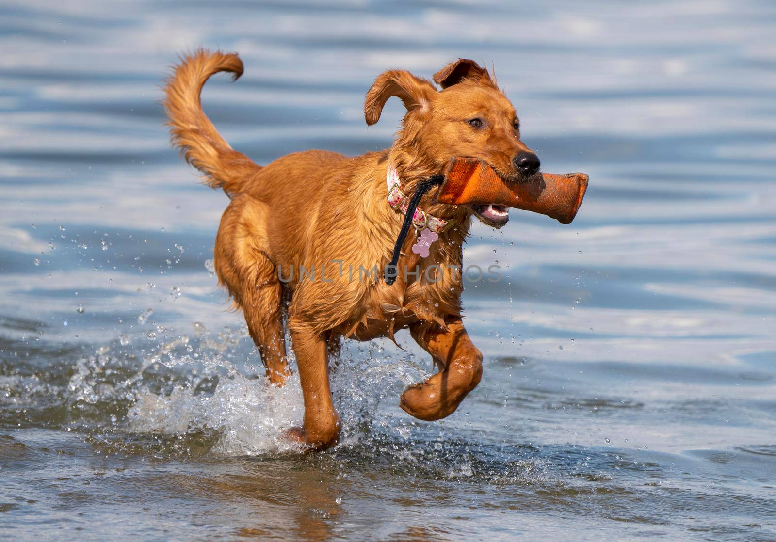 Purebred Golden Retreiver Canada by pictureguy