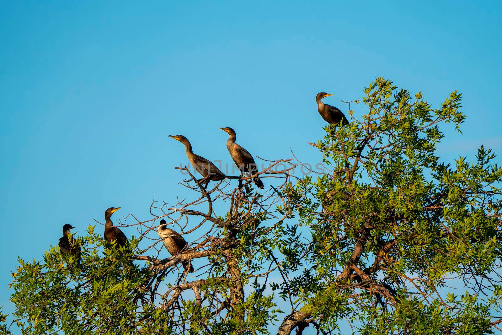 Cormorants in Tree at Sunset in Saskatchewan Canada