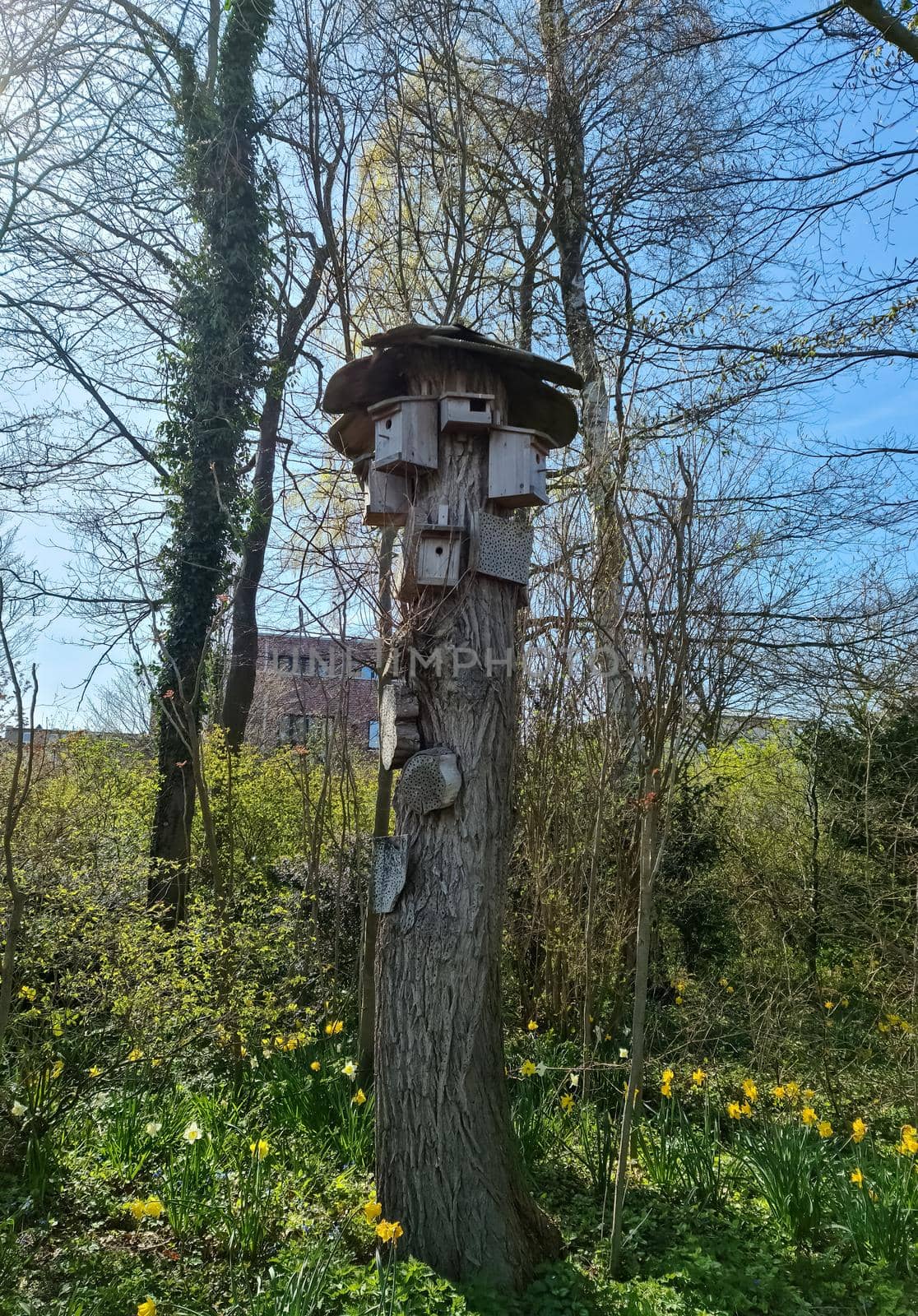 Several birdhouses and insect hotels on a tree in a park in northern Germany