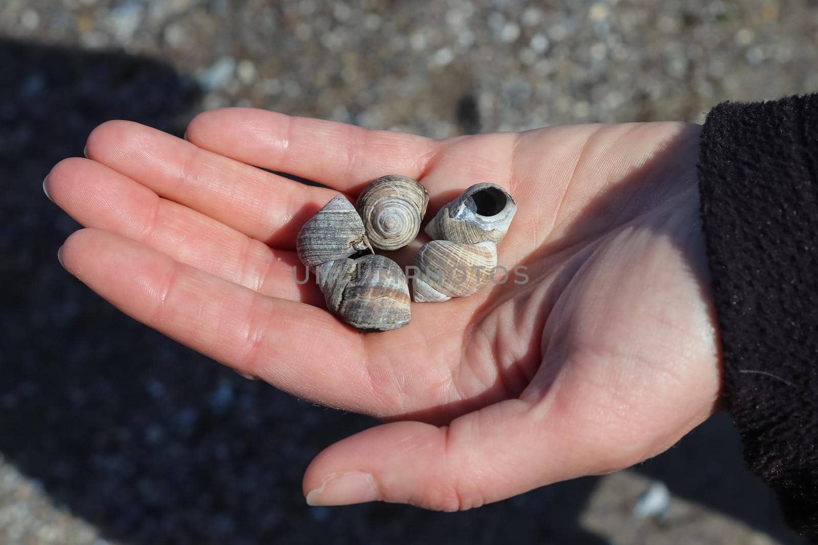 Several snail shells in an open female hand