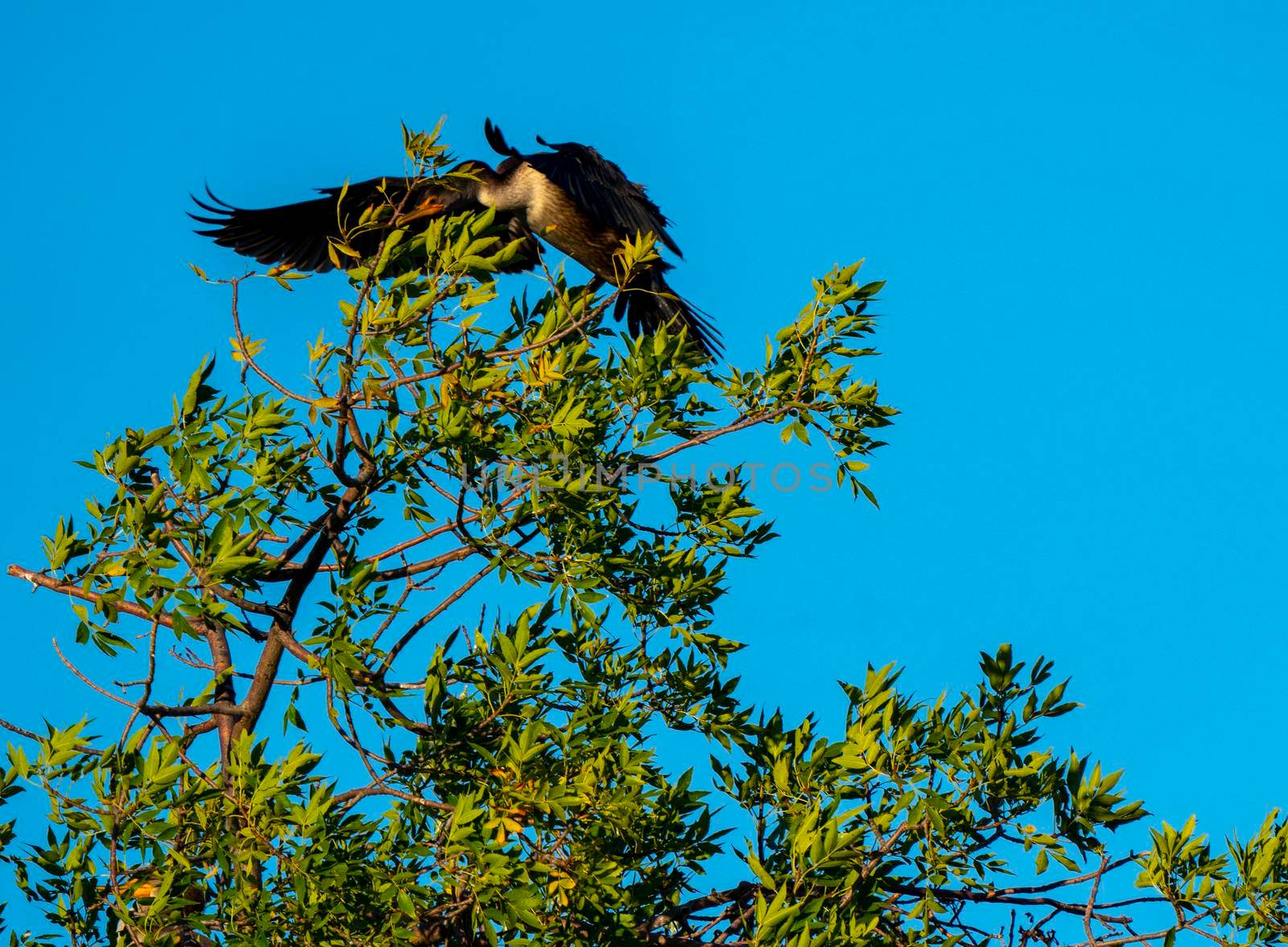Cormorants in Tree at Sunset in Saskatchewan Canada