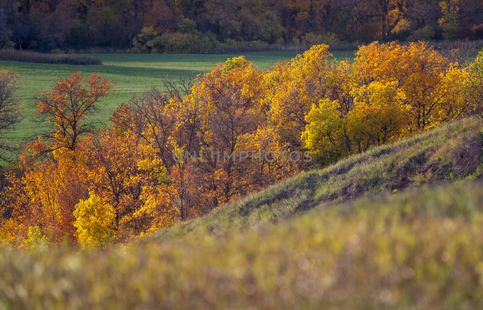 Prairie colors in fall yellow orange trees colorful