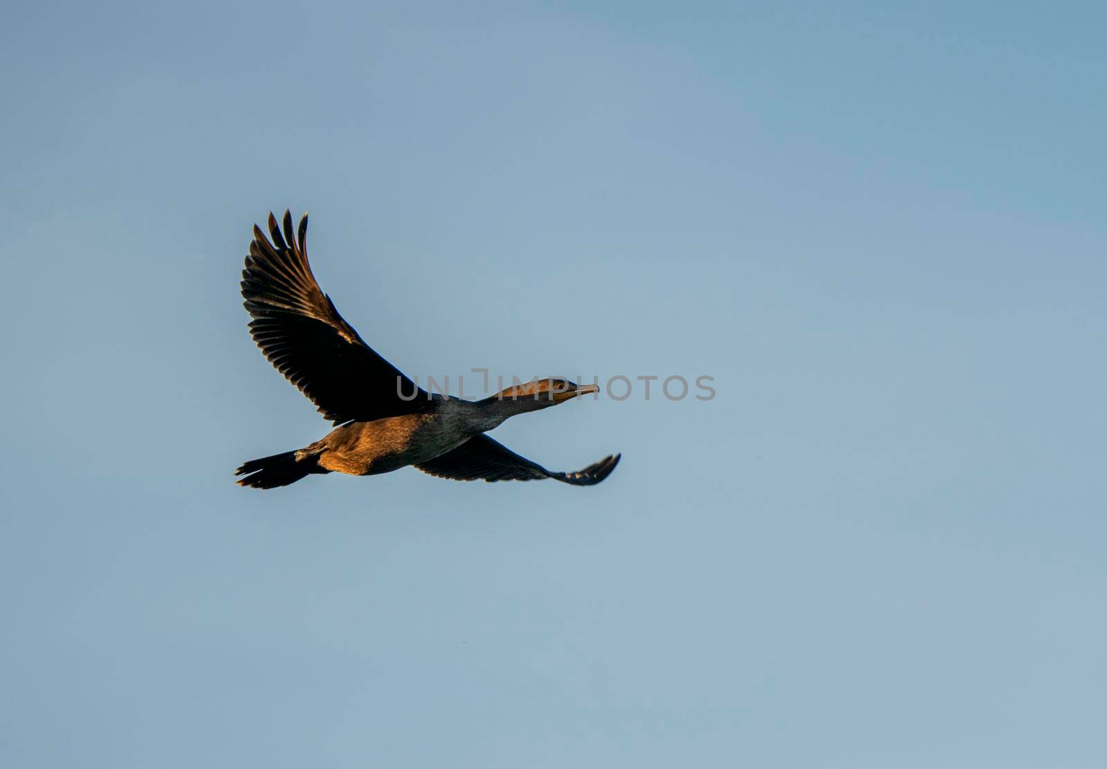 Cormorants in flight by pictureguy