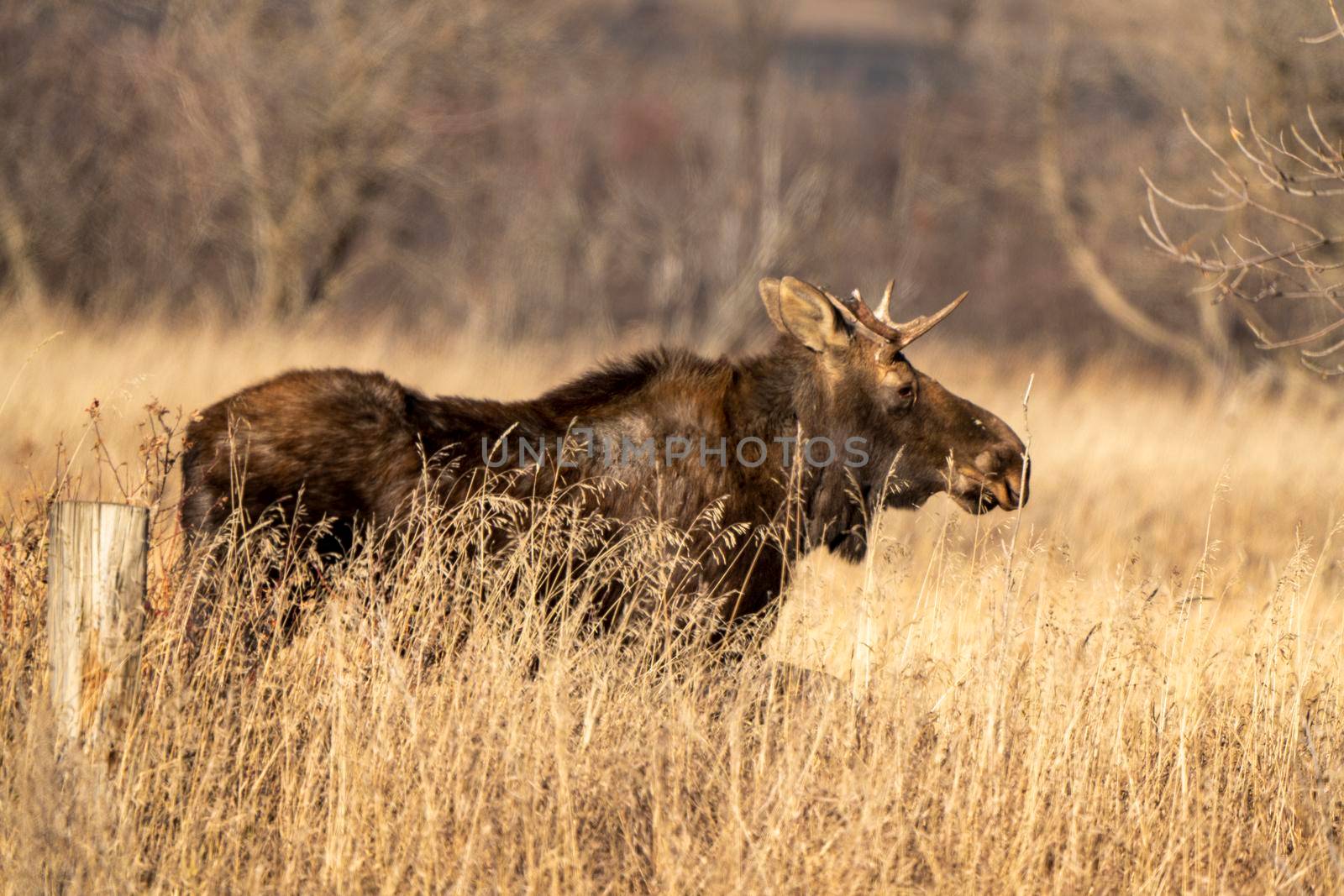 Wild Prairie Moose by pictureguy