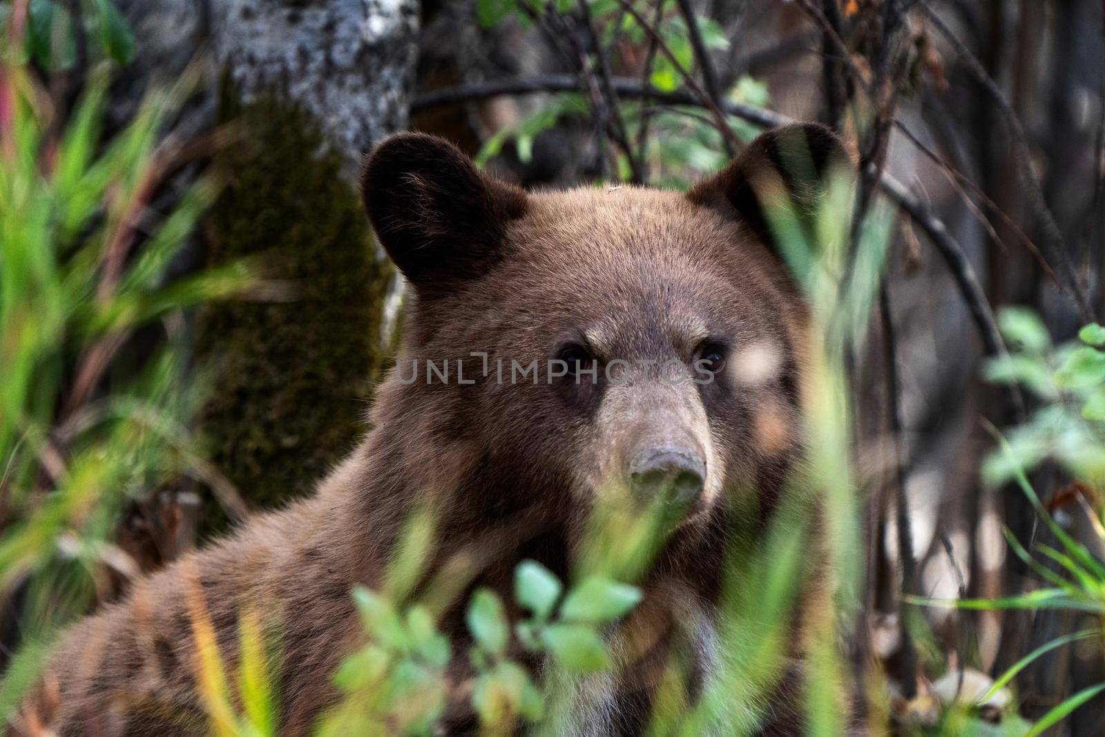 Wild Bear Canada by pictureguy