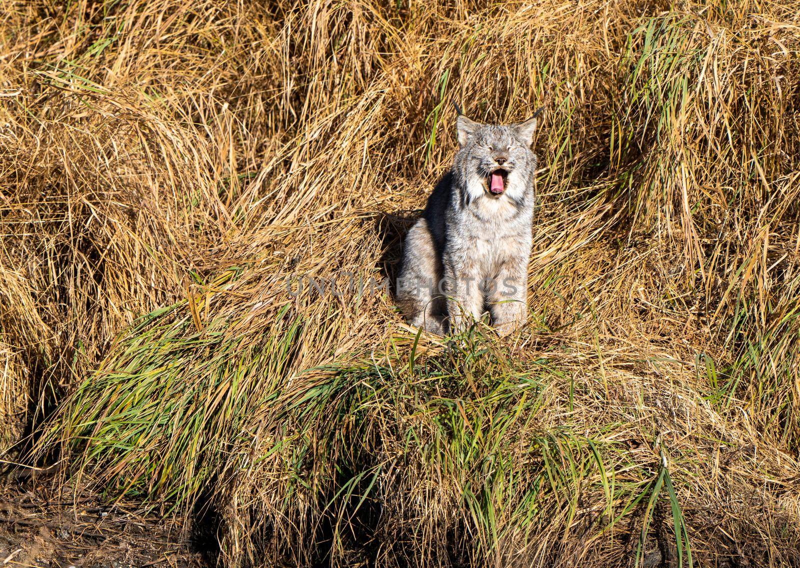 Wild Lynx Manitoba by pictureguy