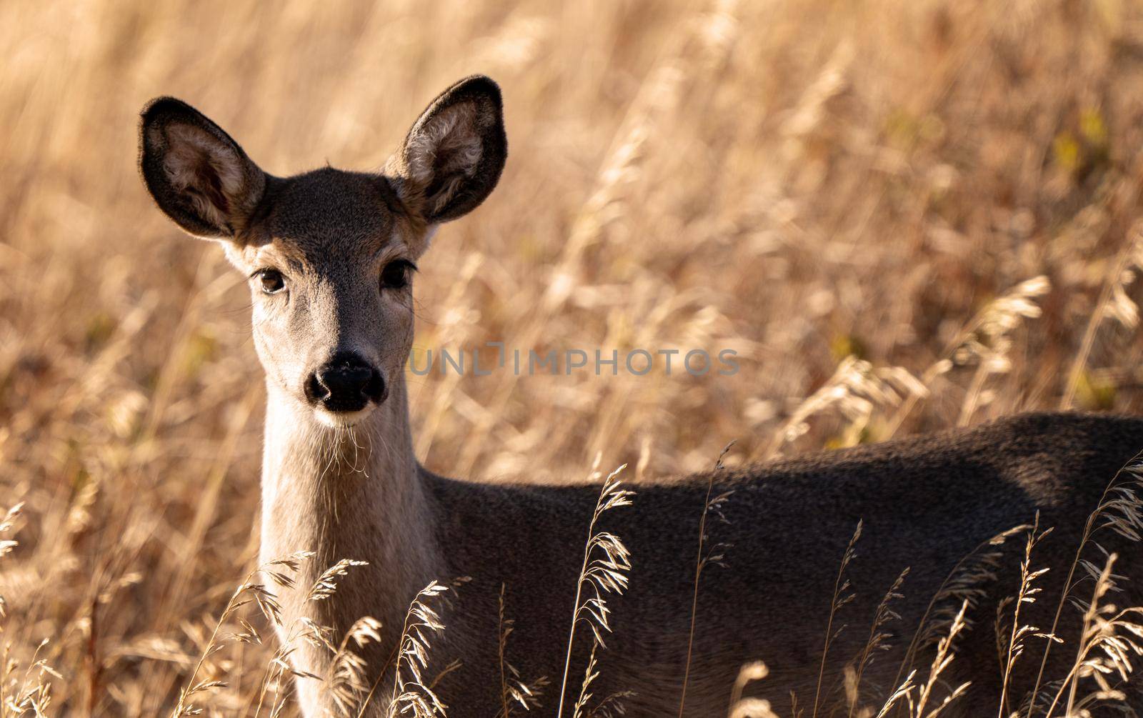 Deer in the Prairies of Saskatchewan Canada