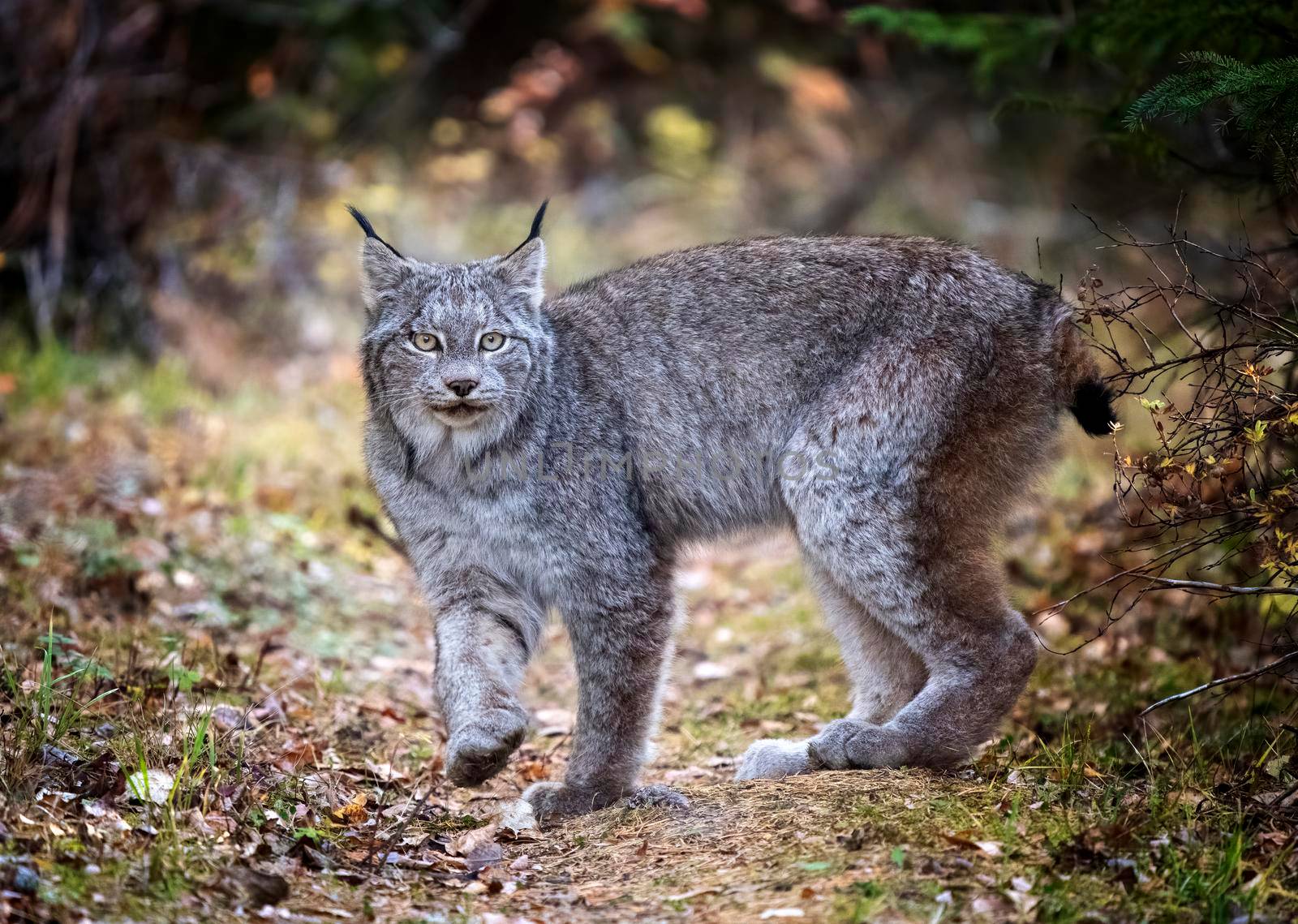 Wild Lynx Manitoba by pictureguy