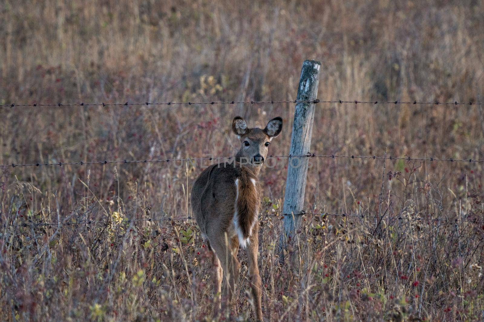 Deer in Wild by pictureguy
