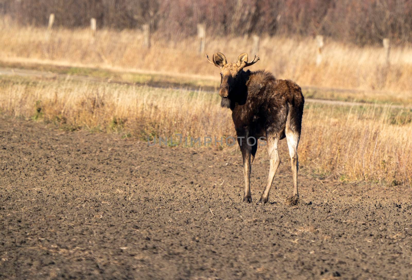 Moose female cow in the Saskatchewan Valley