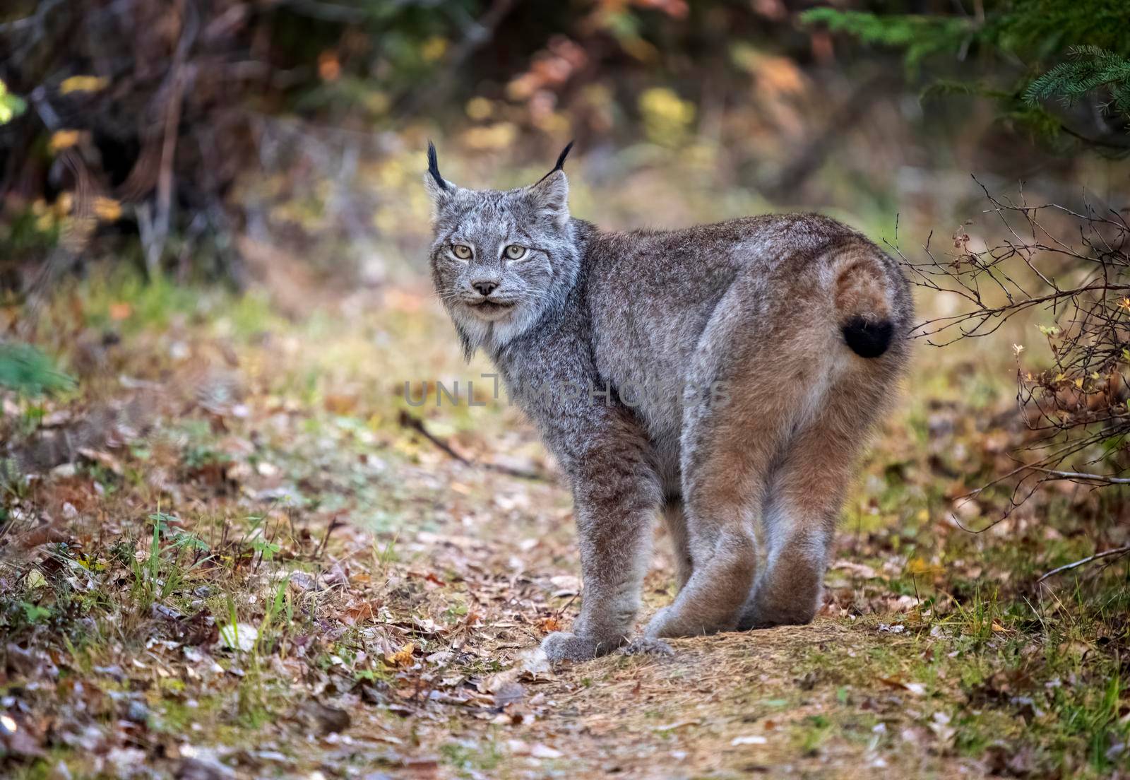 Lynx in the Wild Riding Mountain National Park Canada