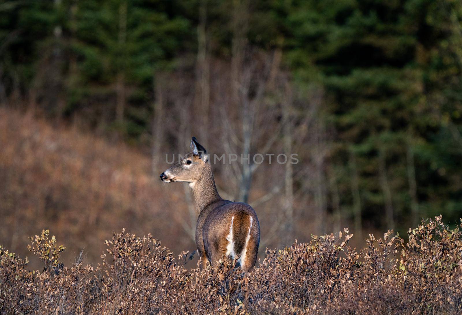 Deer in Wild by pictureguy