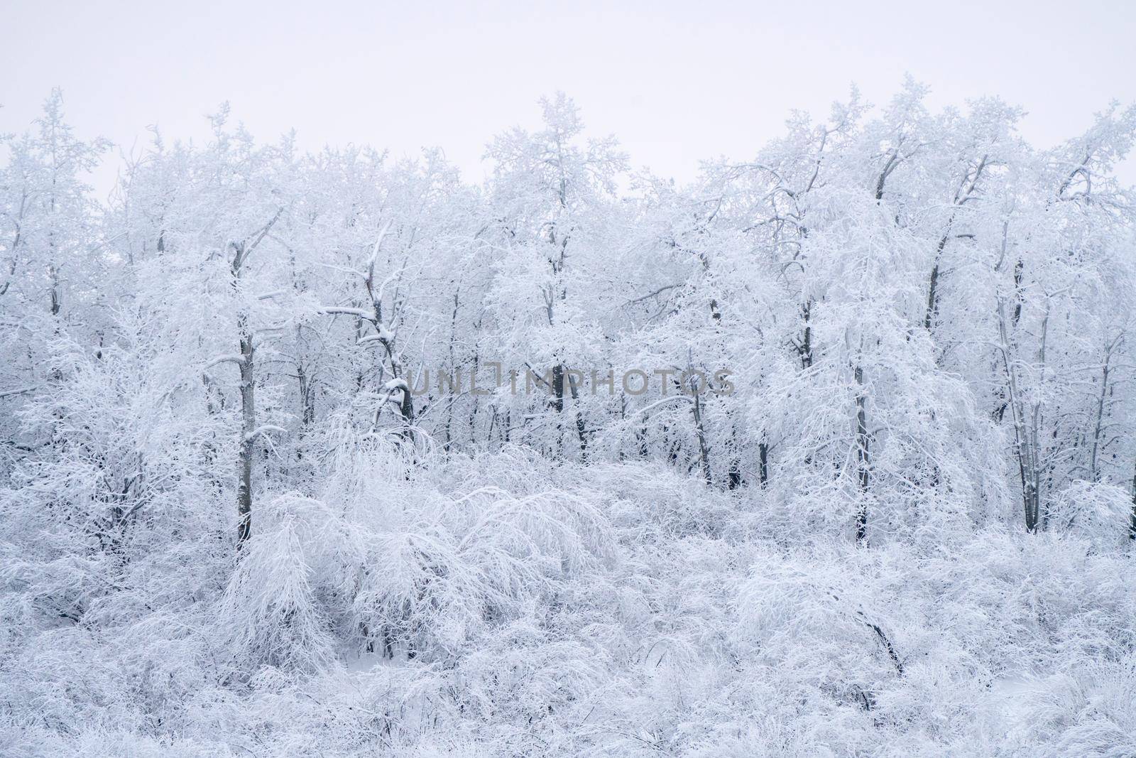 Winter Moose Manitoba by pictureguy