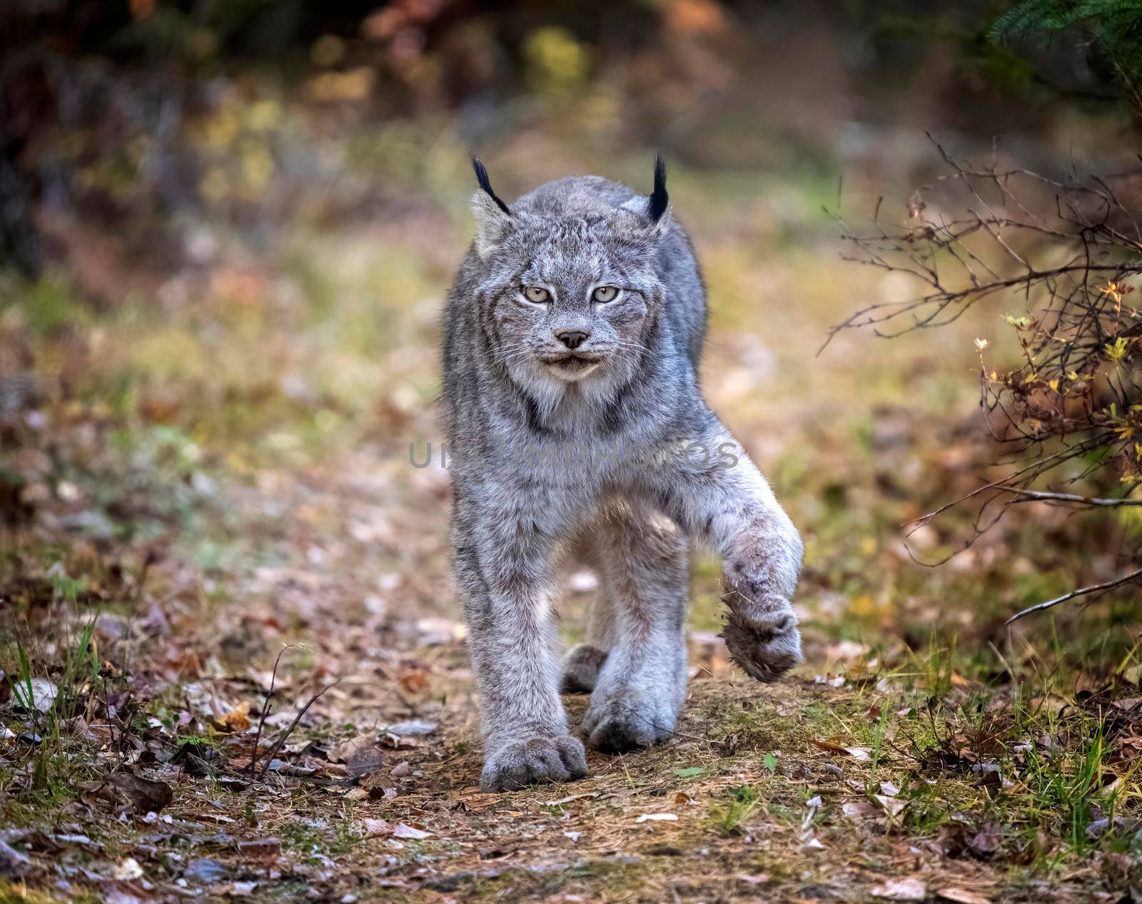 Lynx in the Wild Riding Mountain National Park Canada