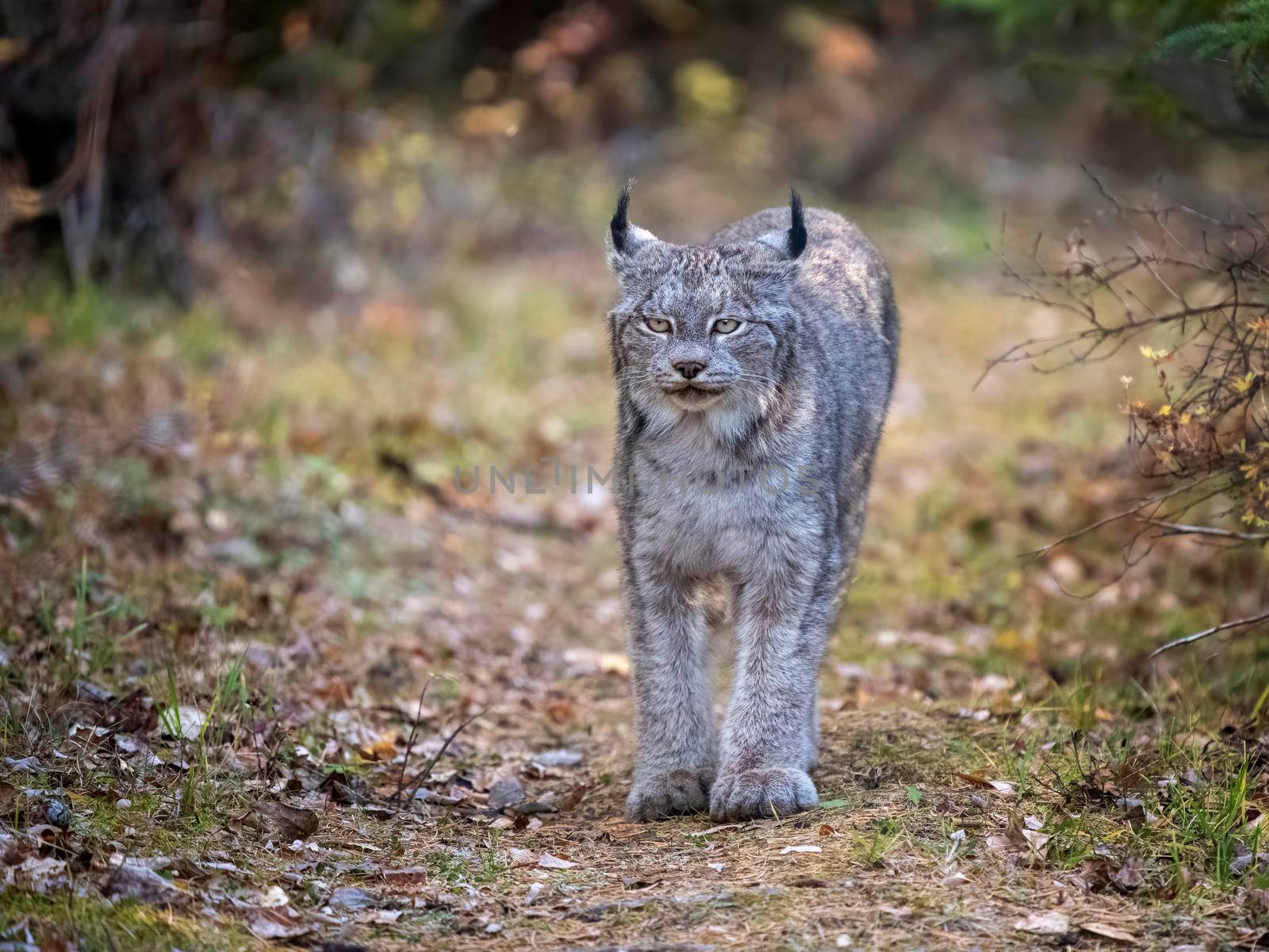 Lynx in the Wild Riding Mountain National Park Canada