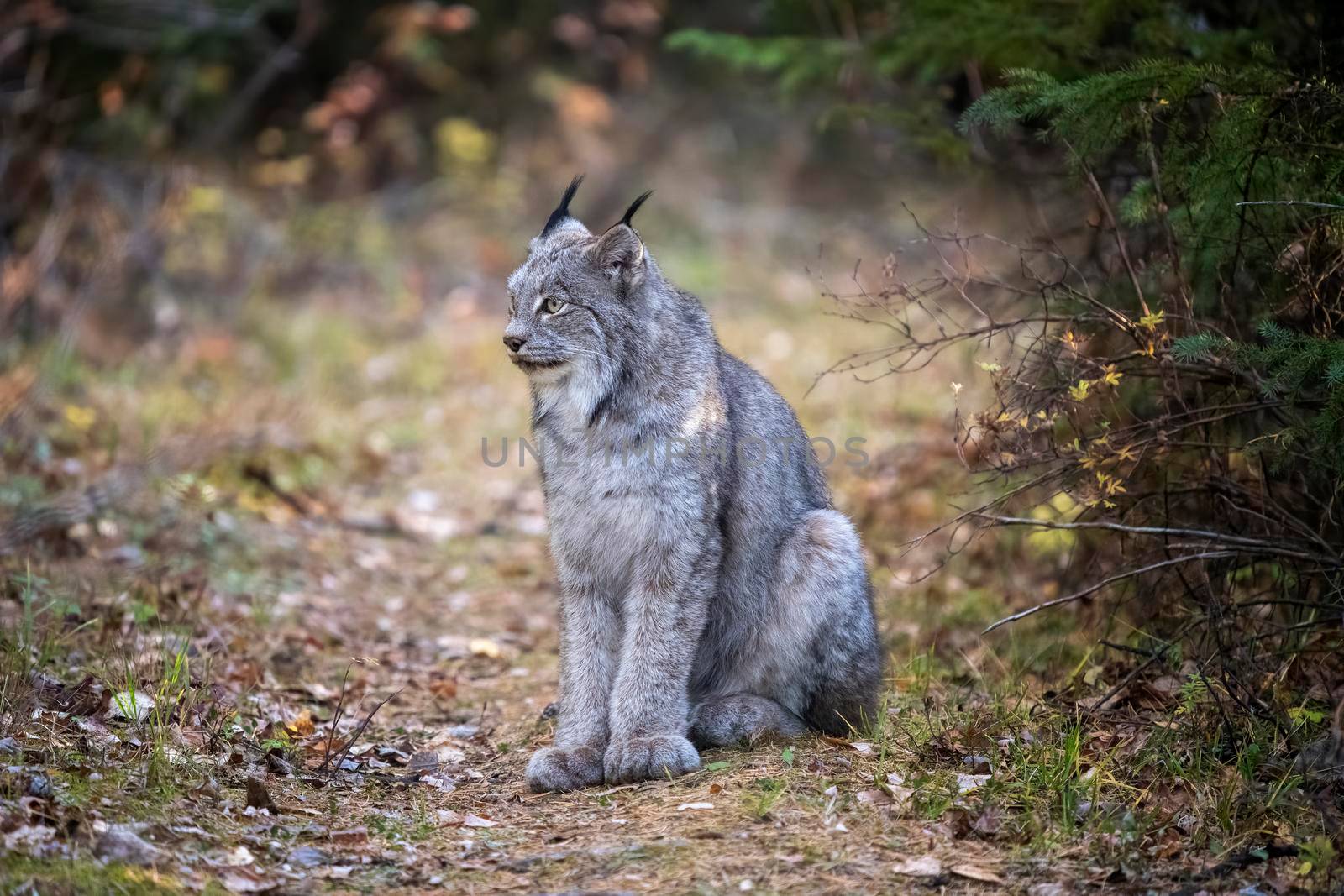 Lynx in the Wild Riding Mountain National Park Canada