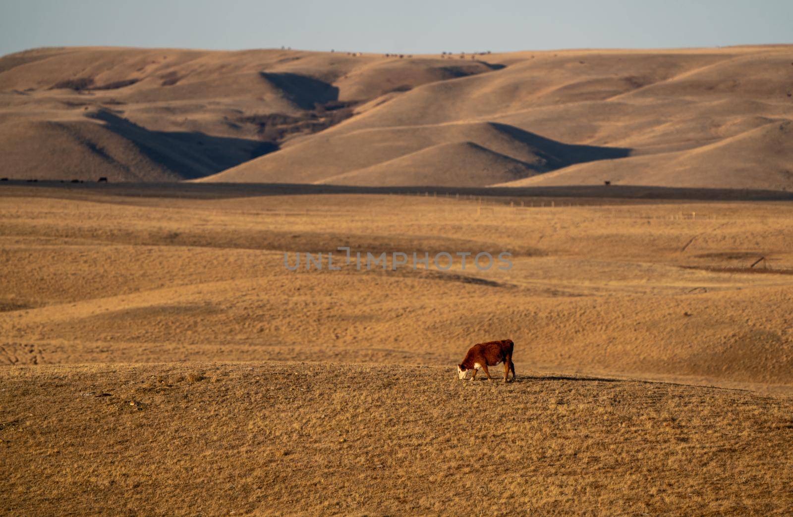 Scenic views of the Cypress Hills Saskatchewan Alberta