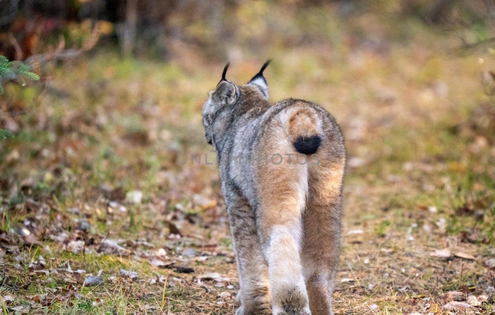 Lynx in the Wild Riding Mountain National Park Canada