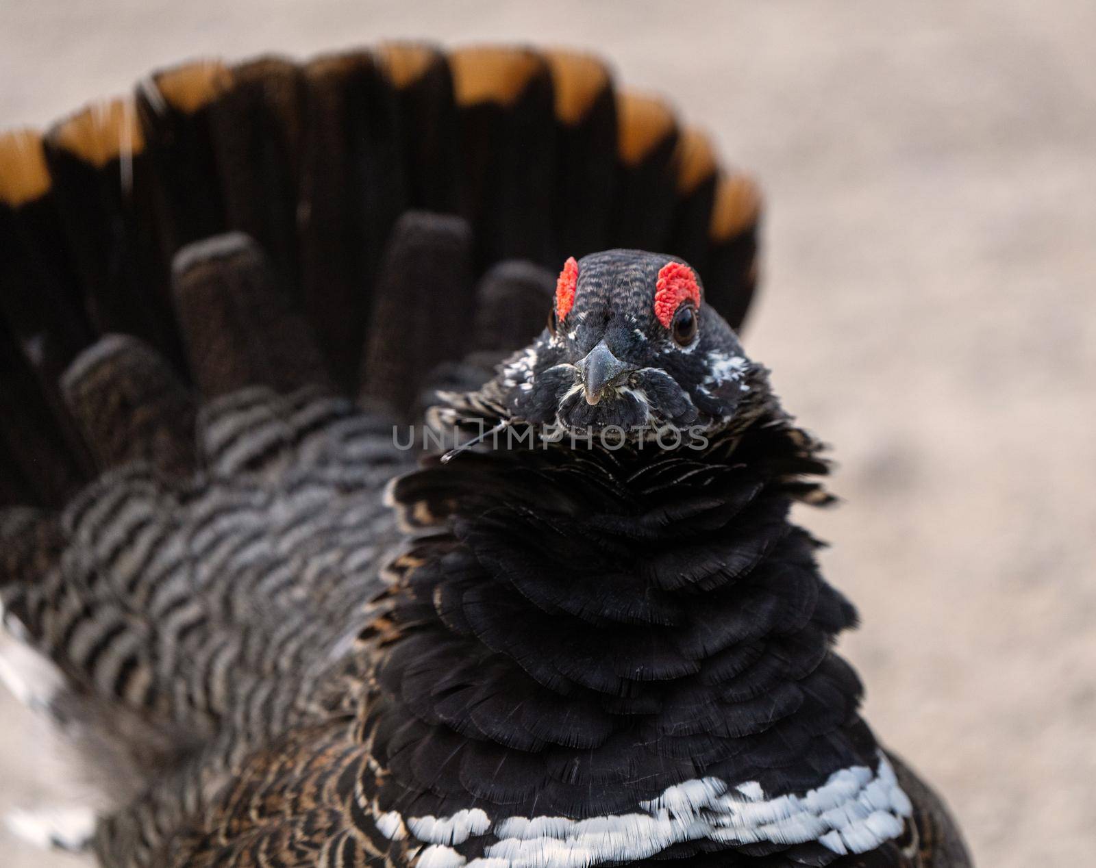 Ruffed Grouse in Manitoba Canada full regalia Canada