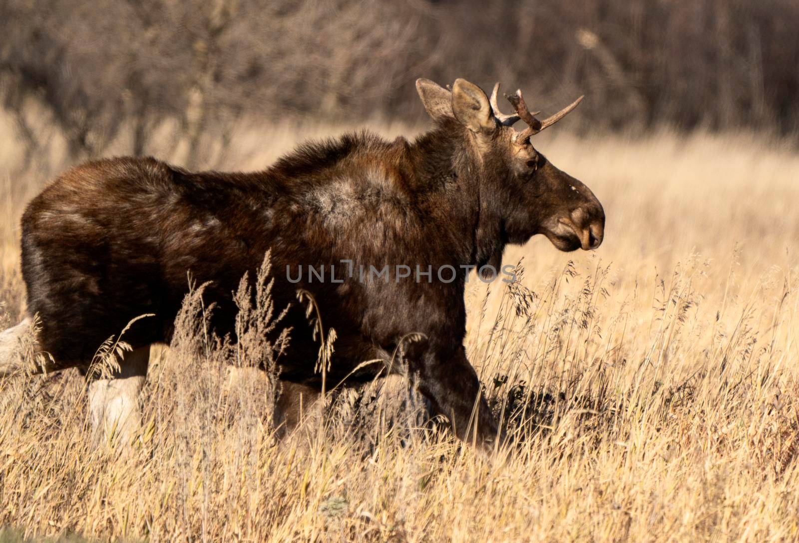 Wild Prairie Moose by pictureguy