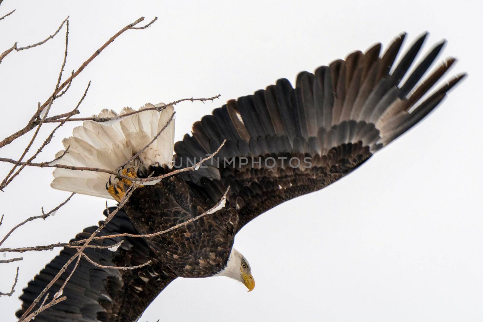 Winter Manitoba Bald Eagle Dauphin Canada Cold